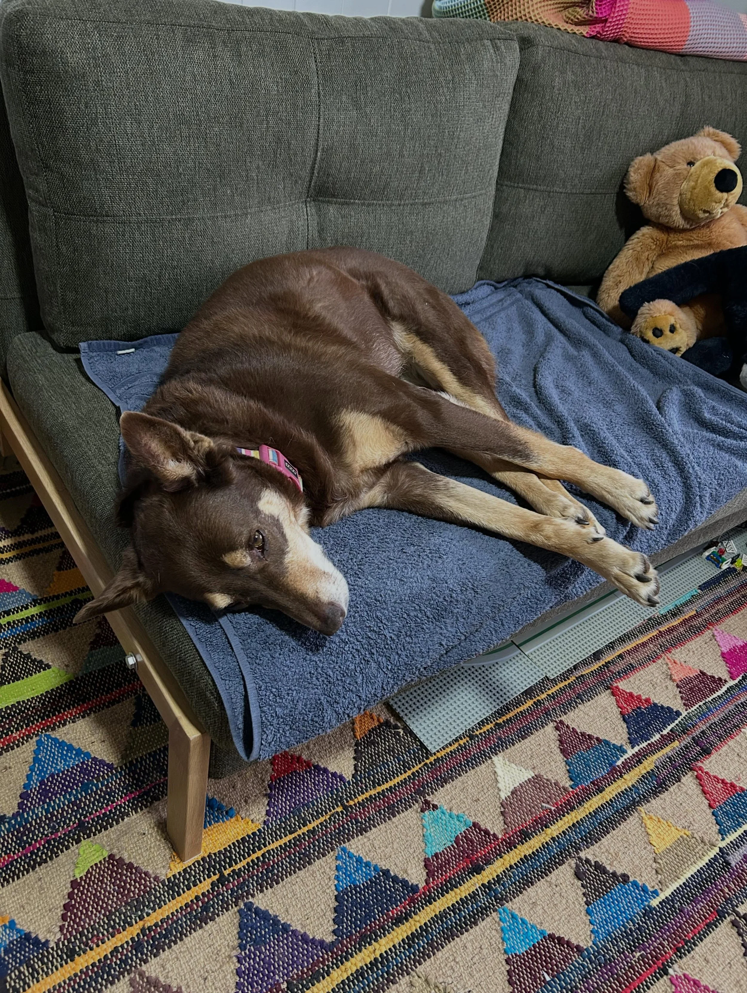 My office assistant hard at work&hellip;.