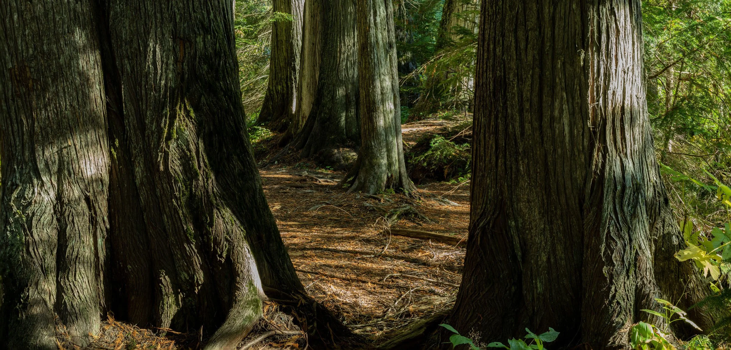 Japanese Cedar — FORJ Premium Cedar