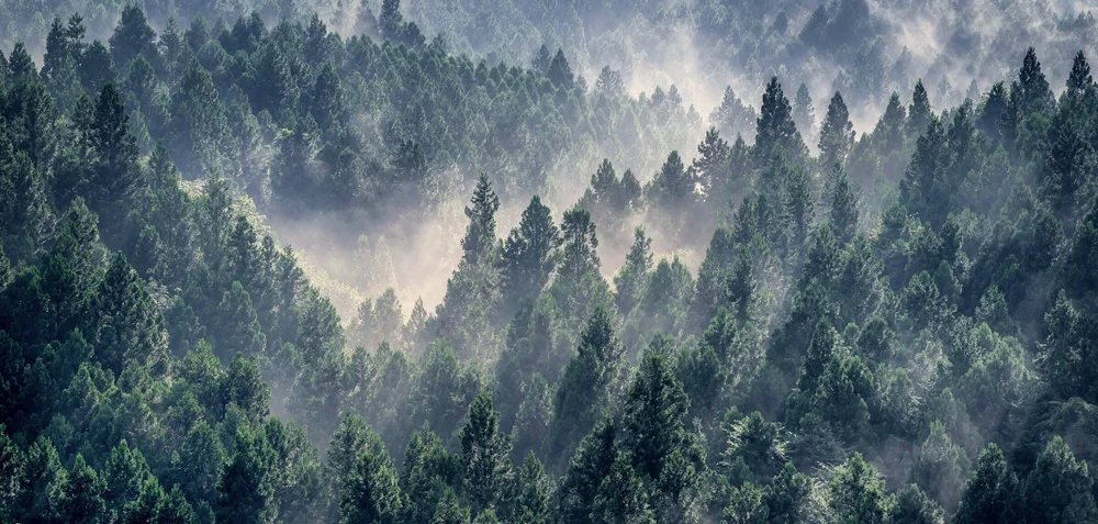 Japanese Cedar — FORJ Premium Cedar