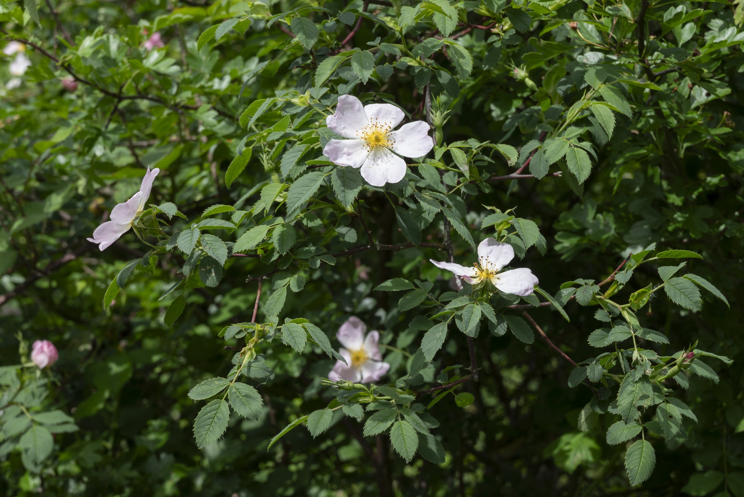 Spring