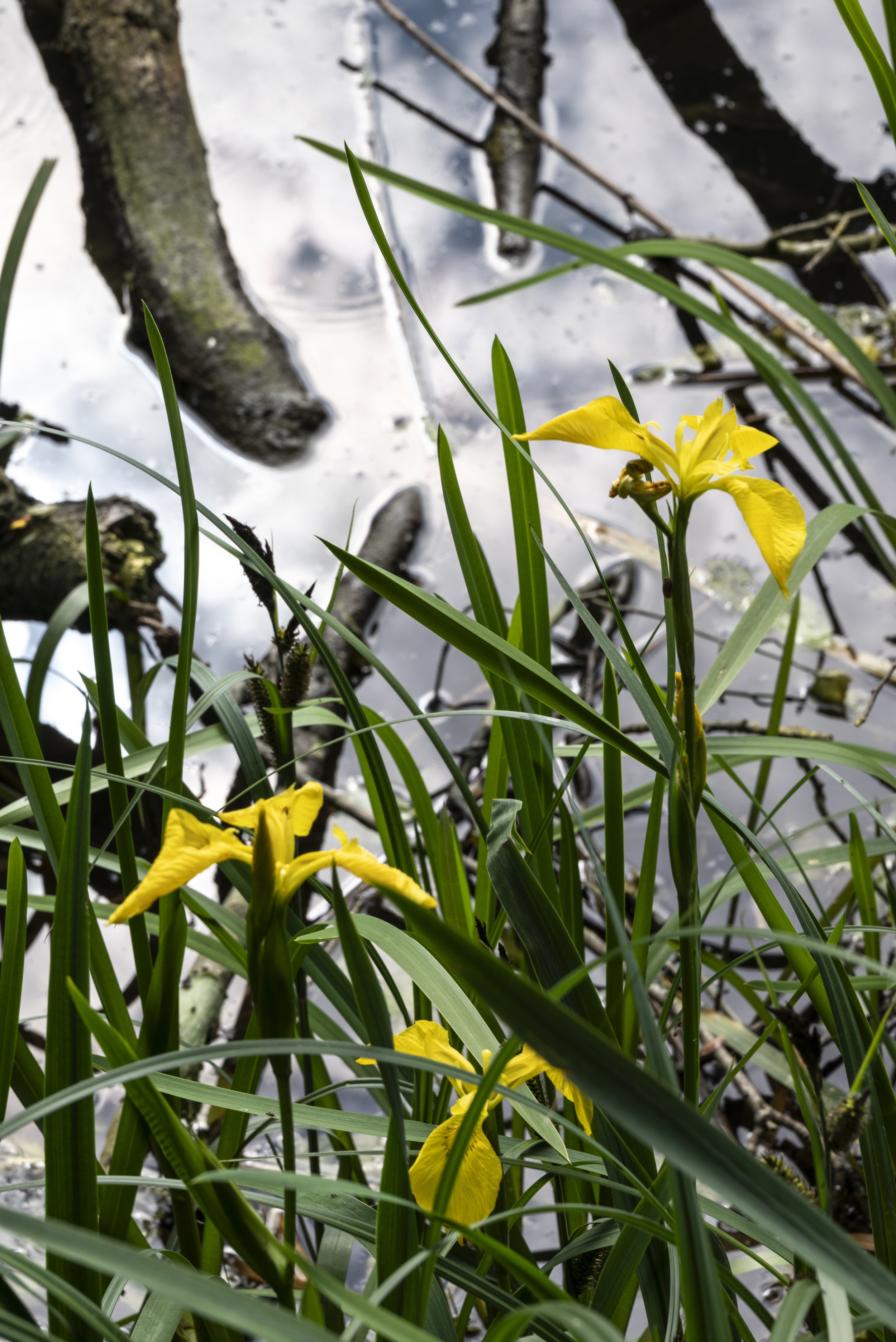 Spring