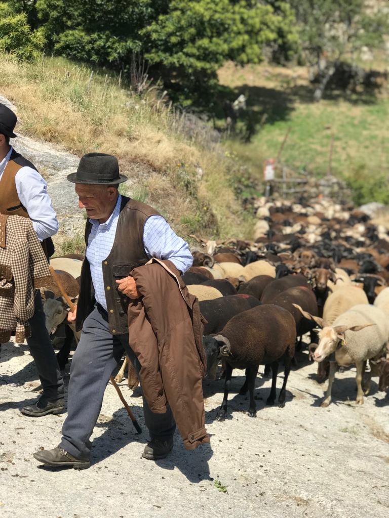 BurelSheeps9.jpg