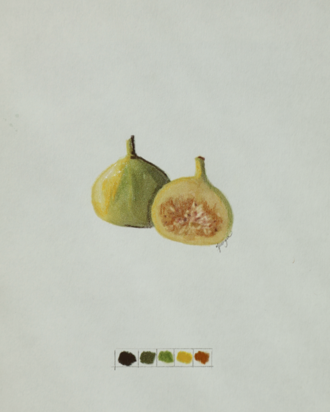 Seasonal Fig Study 4