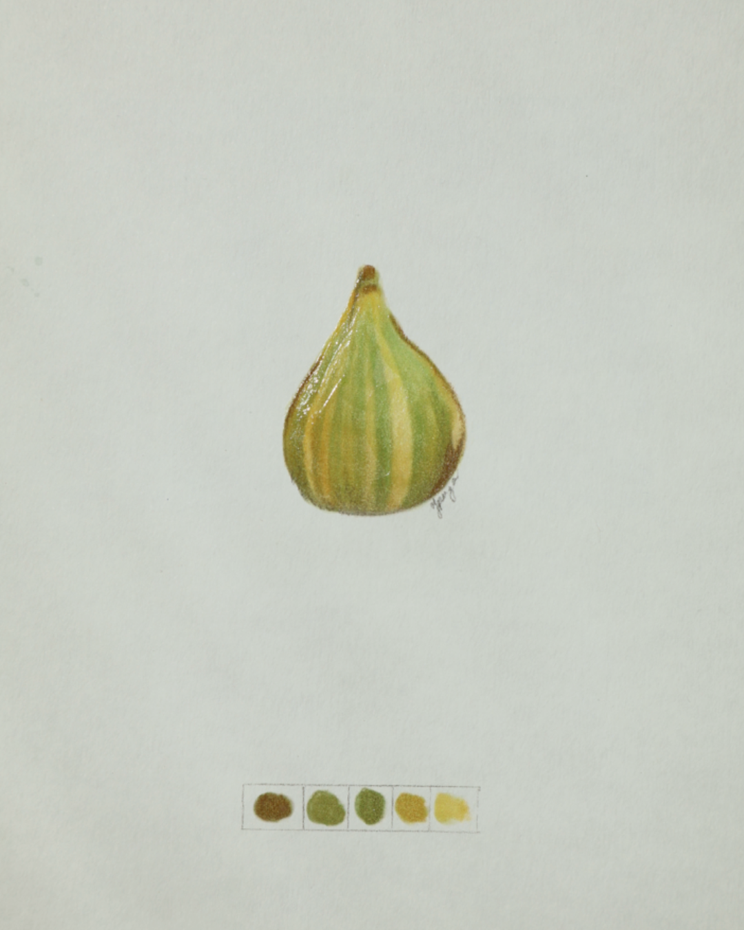 Seasonal Fig Study 2