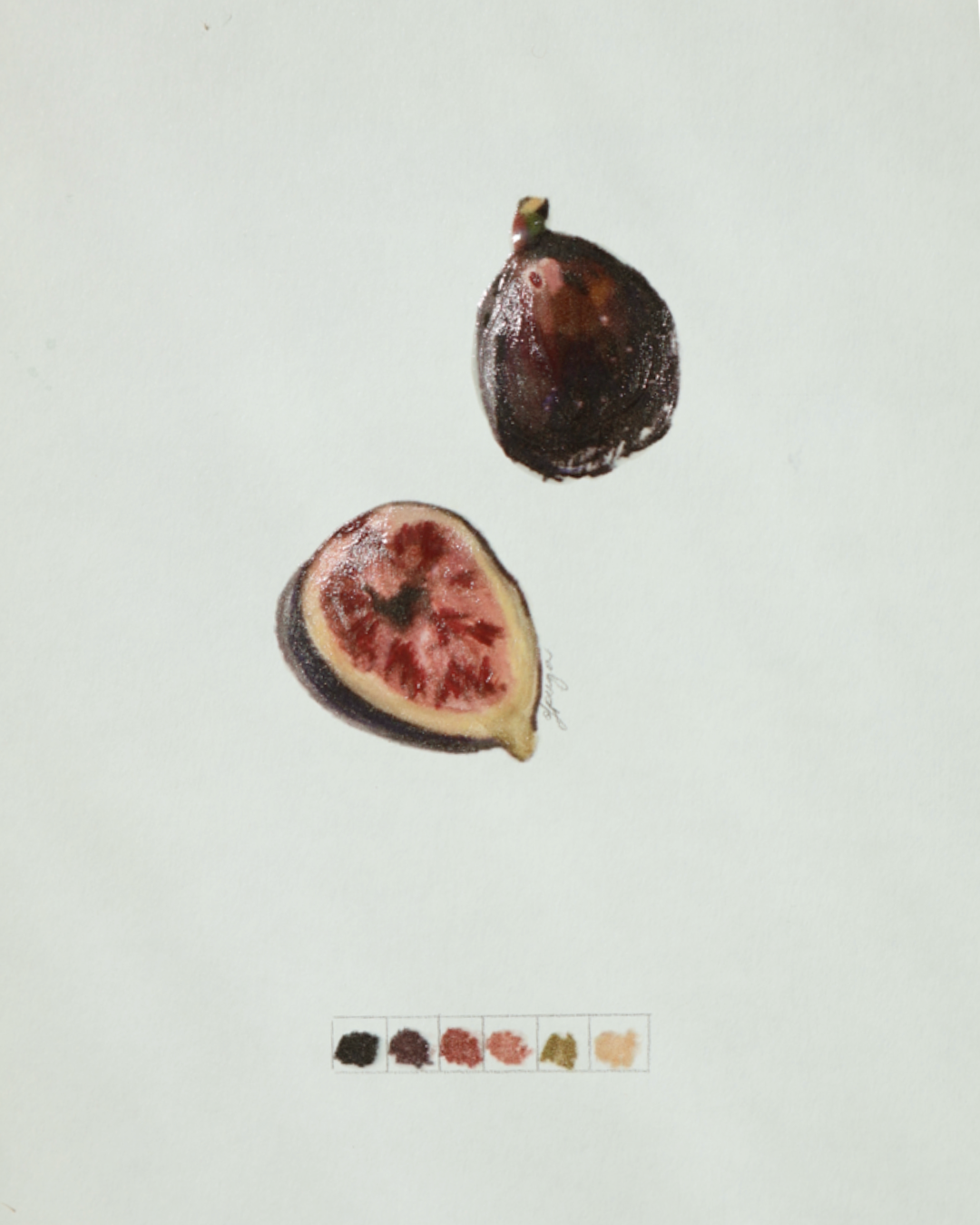 Seasonal Fig Study 1
