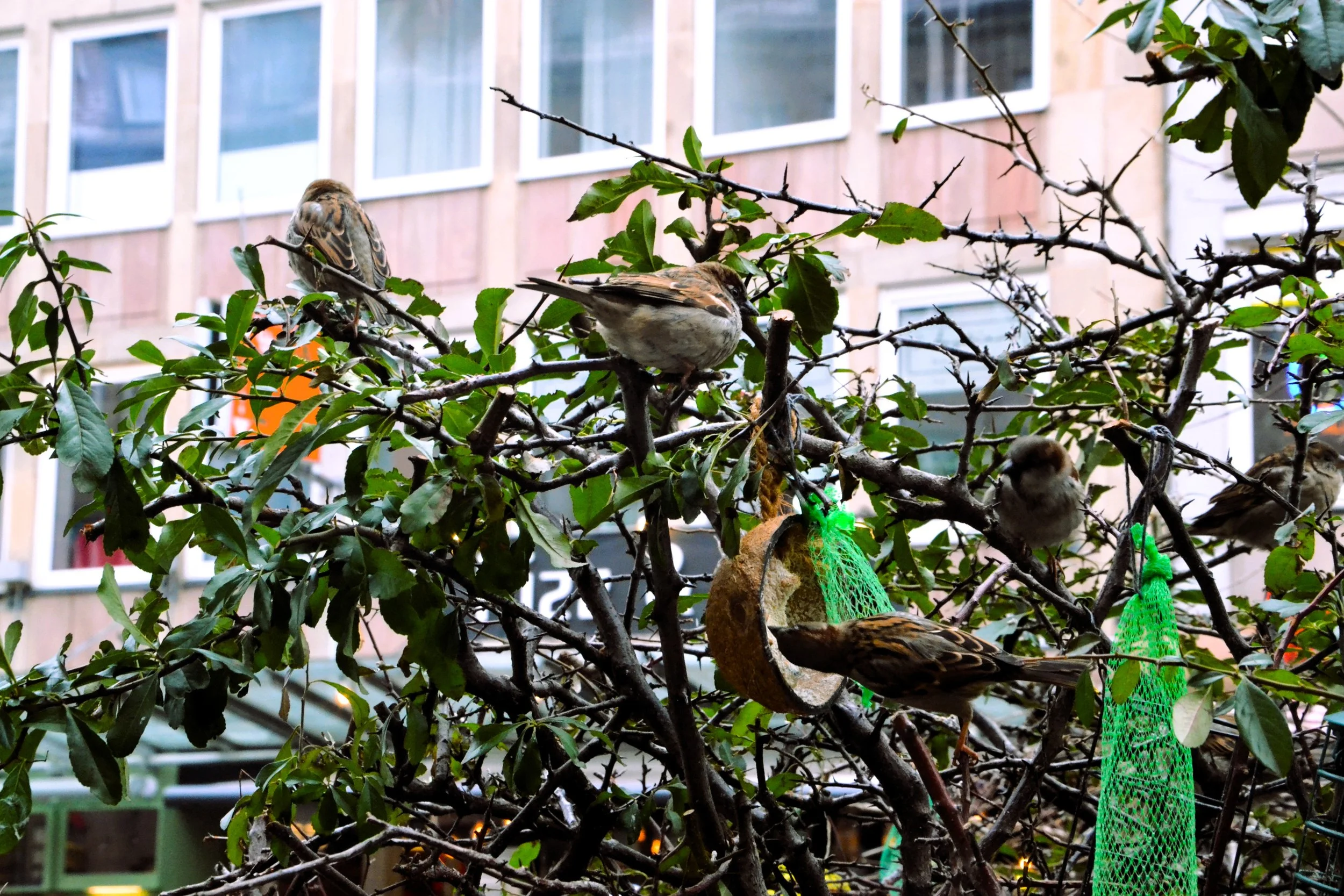 Copia di uccellini in Norimberga.JPG