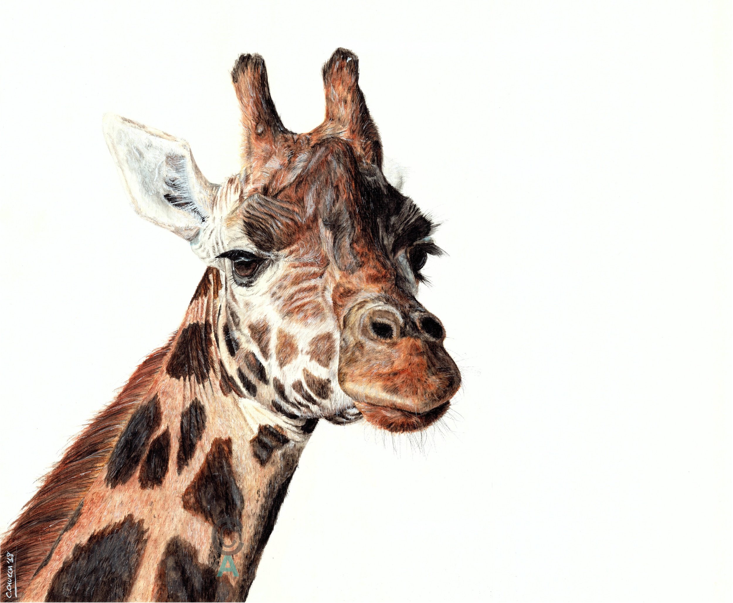 GiraffeWM.jpg