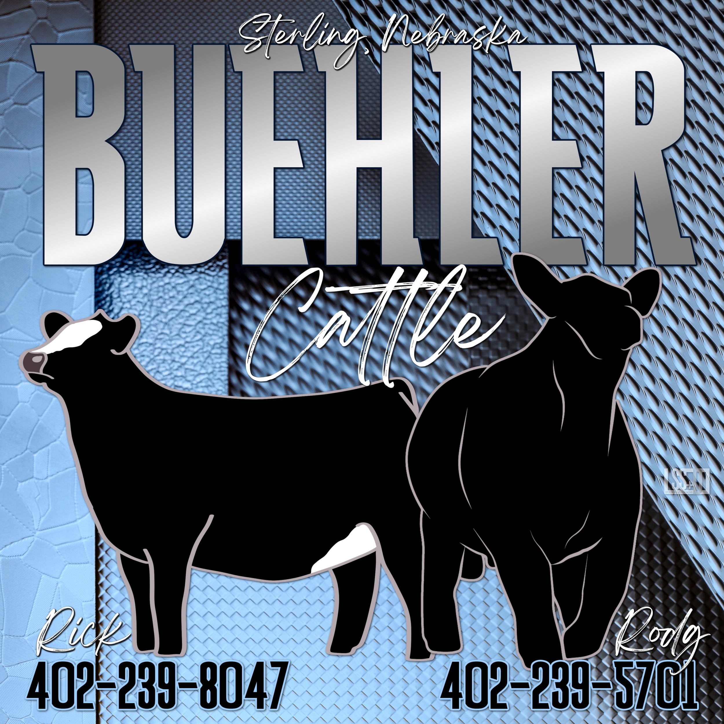 Buehler Show Cattle copy (1).jpg