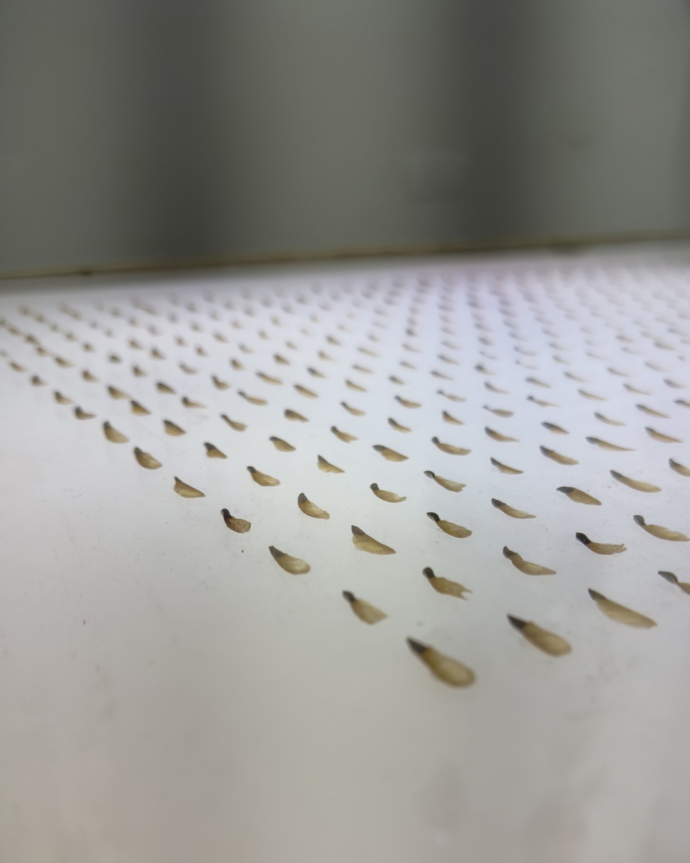 512 seeds installation detail