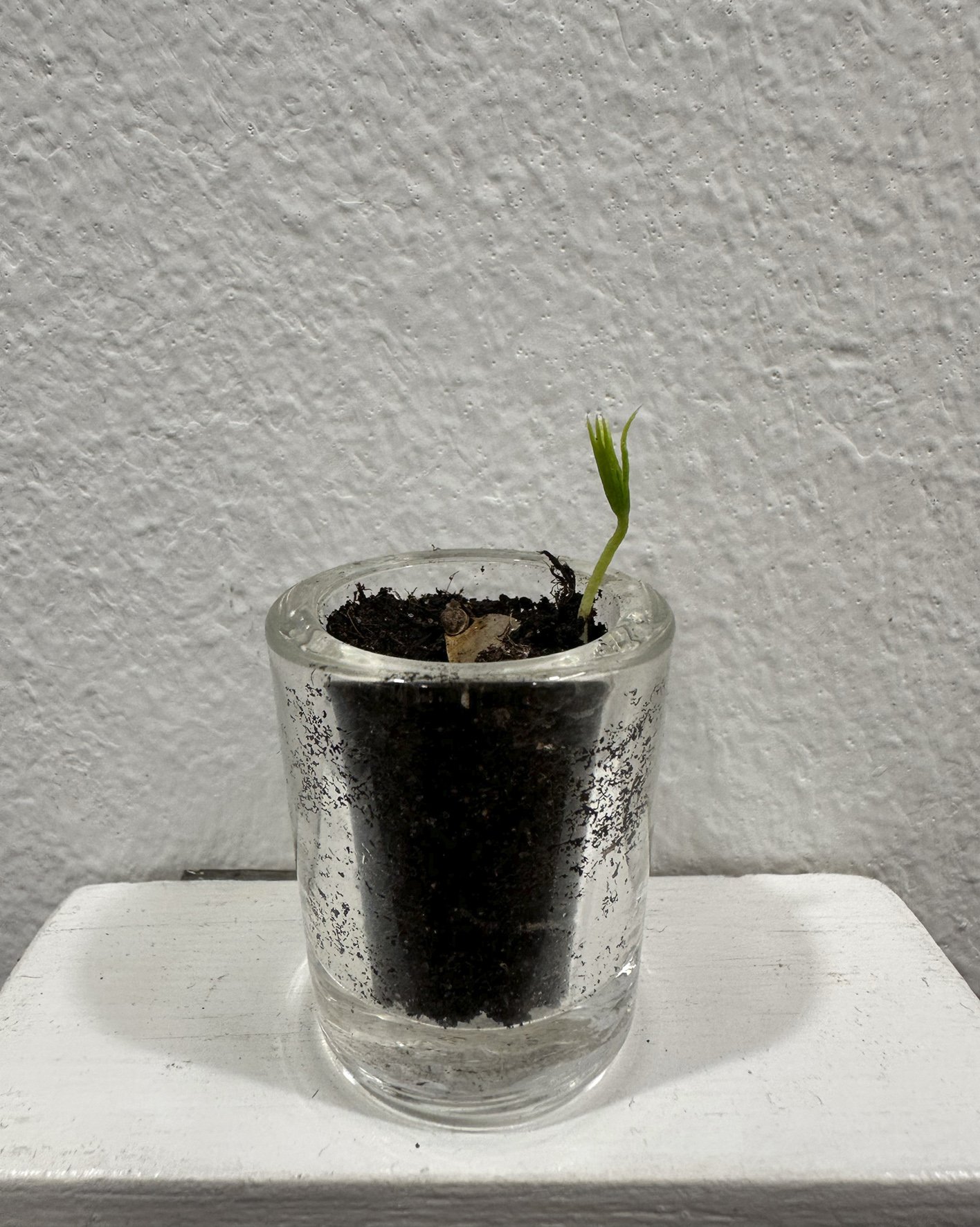 Spruce 3 weeks old