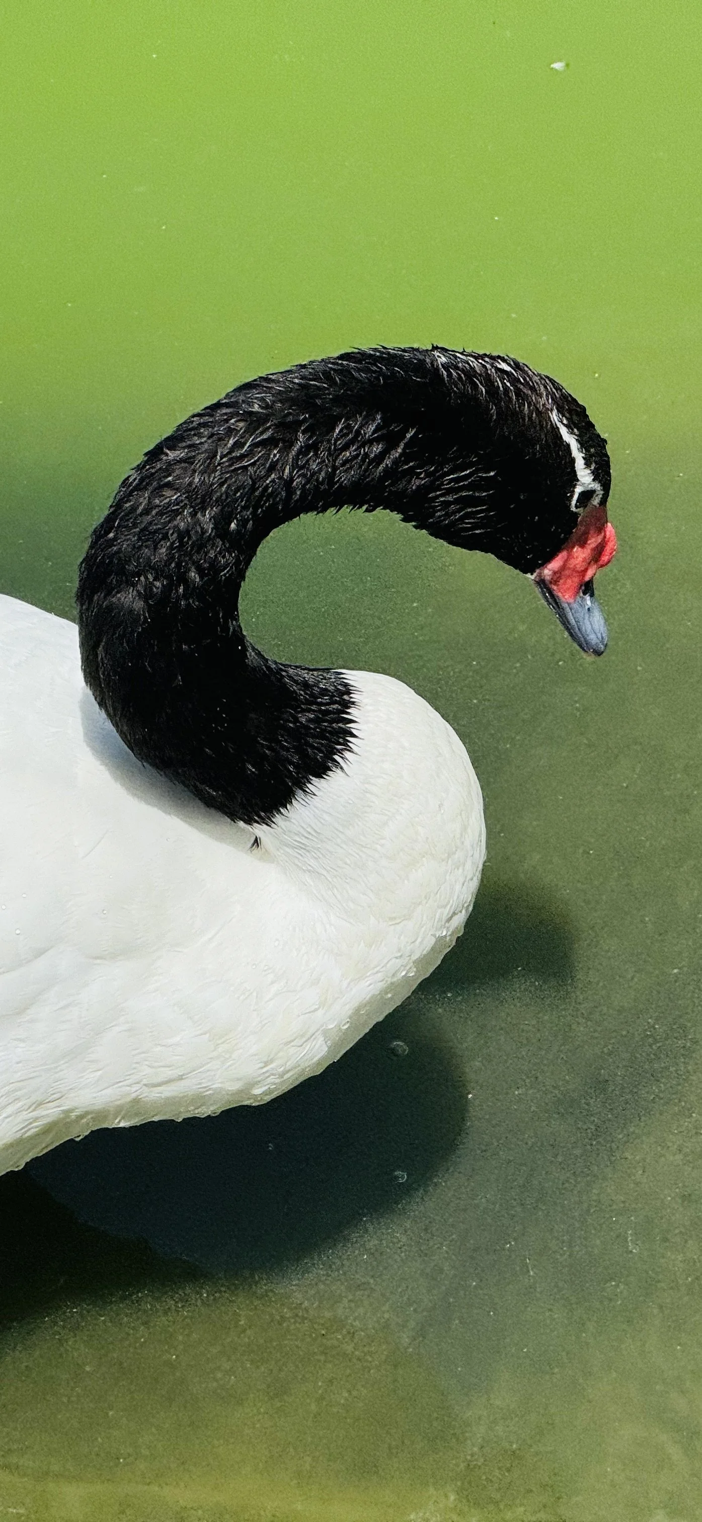 Blackneck Swan in Bicentennial Park (close up)
