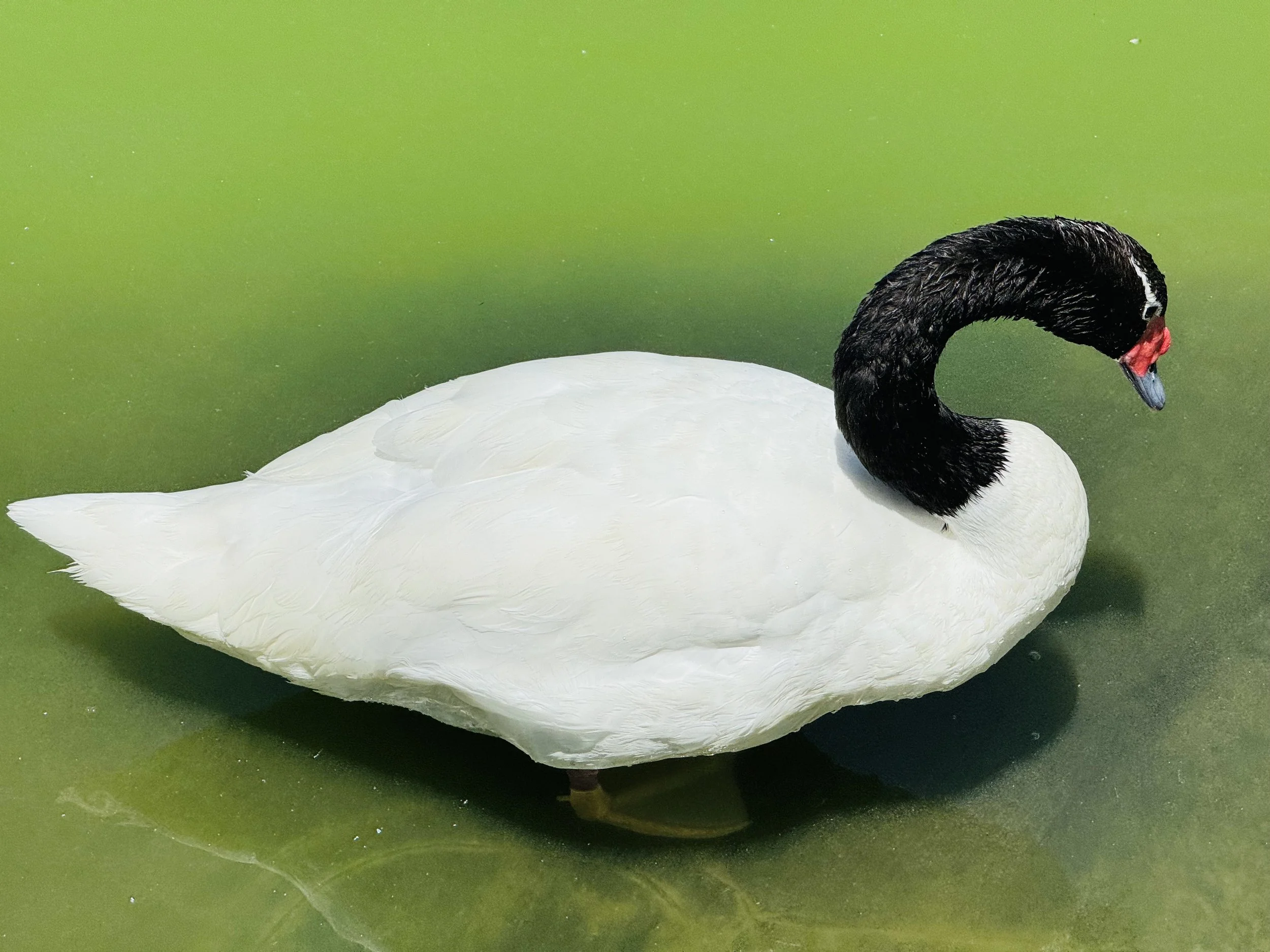 Blackneck Swan in Bicentennial Park