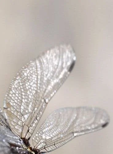 Les mystères de l’esprit