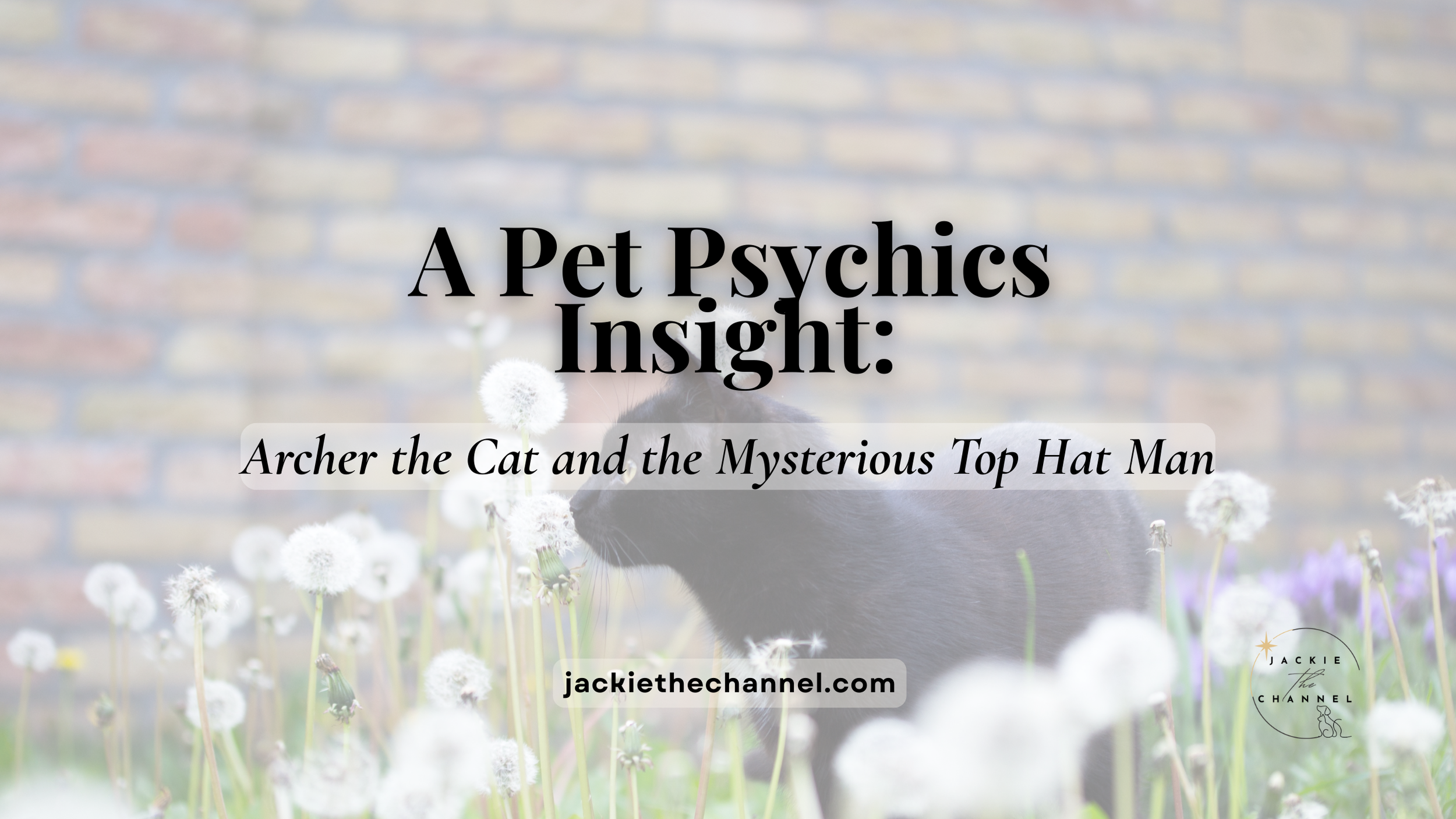 Archer the Cat and The Feared Top Hat