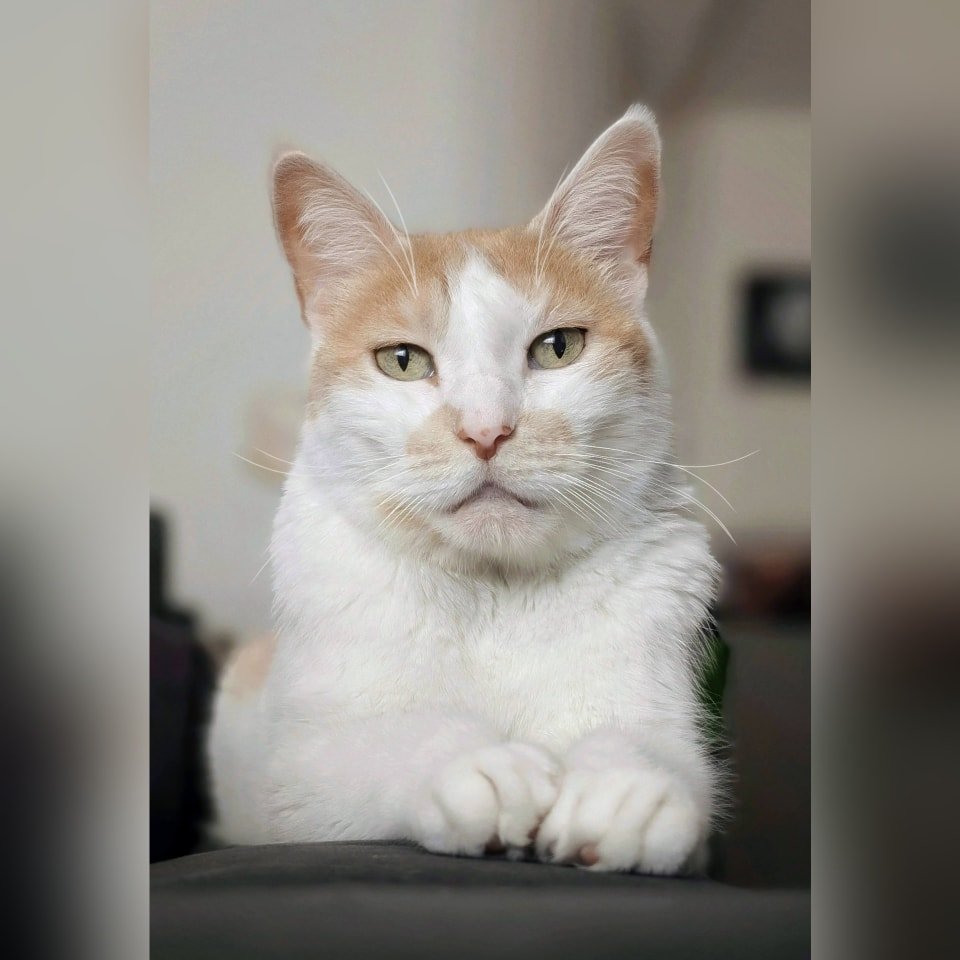 Op Huisbezoek bij Nala! 😸

--- 📷 ---
(1) Nala vind het super fijn om na het knuffelen gezellig bij je te komen zitten of liggen en dan verteld ze altijd hele verhalen over haar dag! Jammer dat we het niet kunnen verstaan, maar het is wel super scha