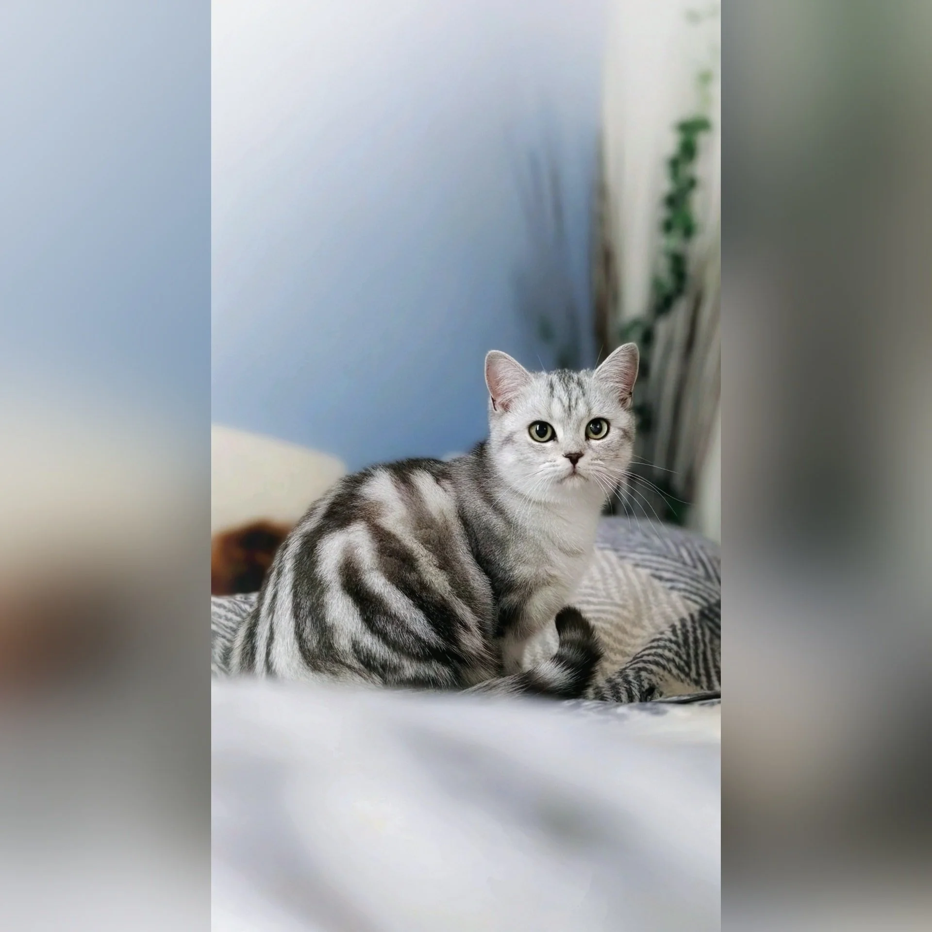 Op Huisbezoek bij Mickey en Marley! 😸😺

--- 📷 ---
(1) Dit is Marley, onze kleine supermodel ✨. Altijd fotogeniek, altijd elegant &ndash; en ja, ze weet dat ze prachtig is. 😻
(2) Mickey bewijst opnieuw: dozen zijn magisch 📦💫. Je kunt de duurste 