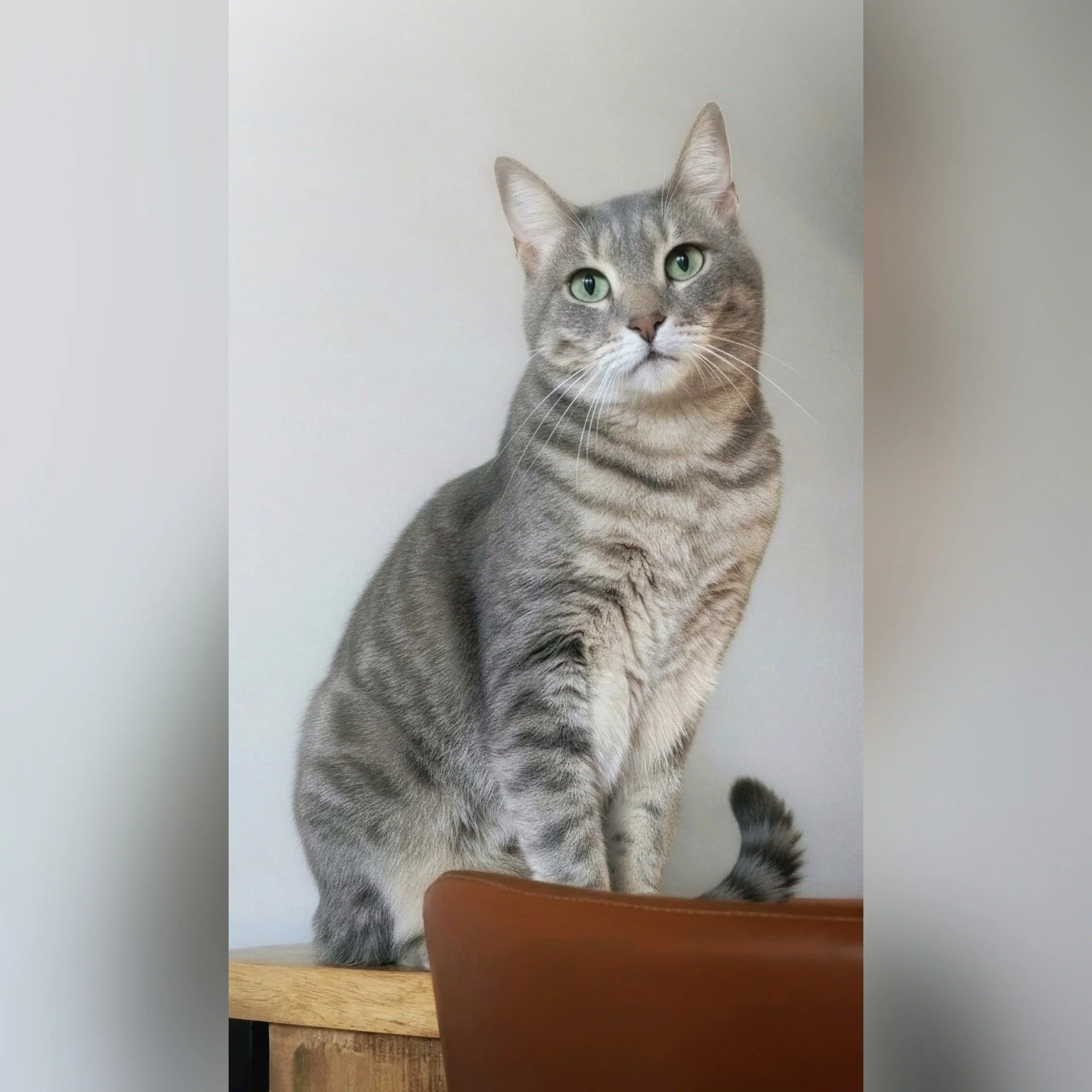 Op Huisbezoek bij Chopper! 😸

--- 📷 ---
(1) Chopper was deze week weer een echte hartendief tijdens het huisbezoek. 💚 Zodra ik binnenkwam, stond hij al klaar om me te begroeten met zijn nieuwsgierige blik en zachte gespin. We hebben samen wat gesp