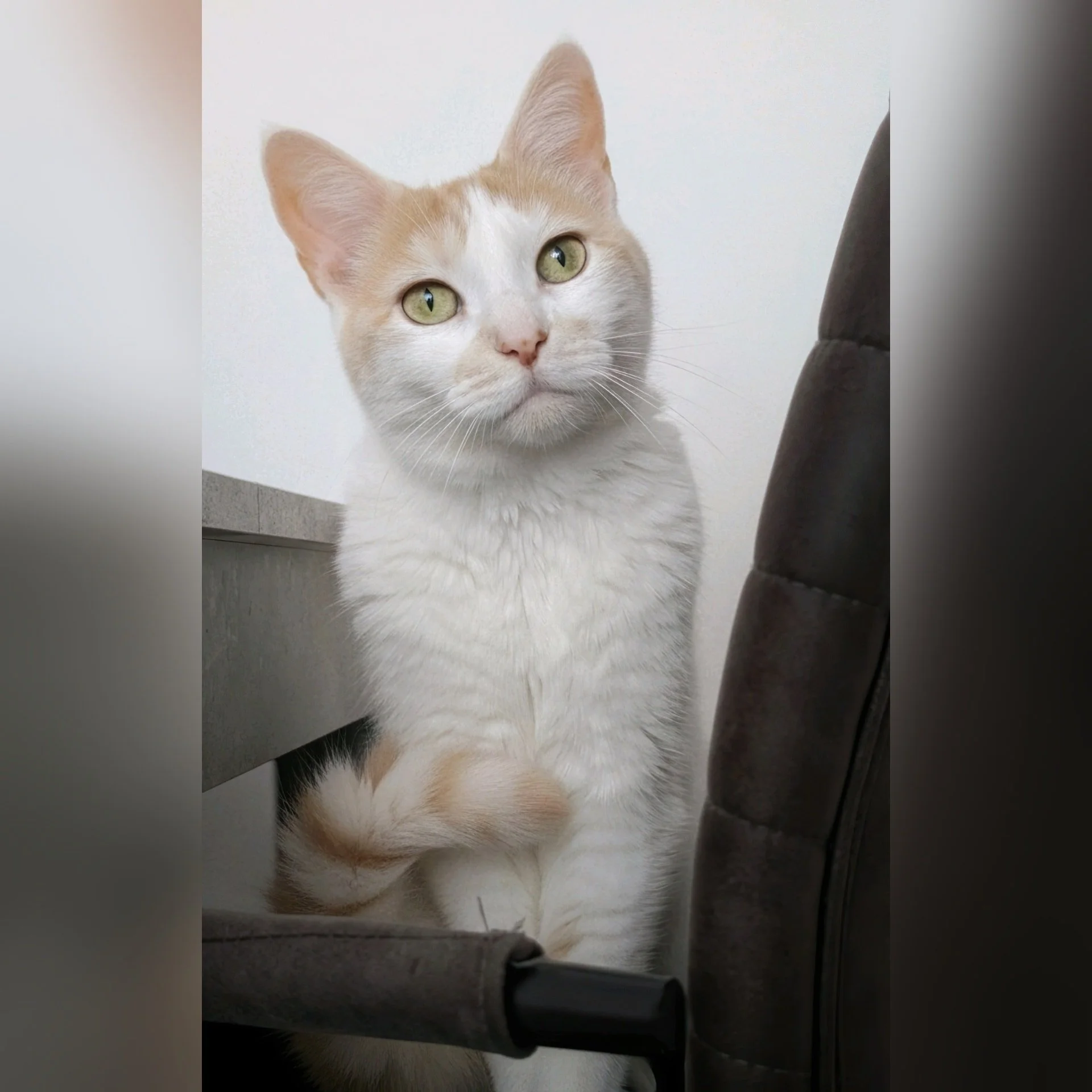 Op Huisbezoek bij Nala! 😸

--- 📷 ---
(1) H&eacute; daar! Ze heeft ons gespot. 👀 Onze knappe Nala zat aandachtig en nieuwsgierig te kijken tijdens ons Huisbezoek. Zo'n leuke en vriendelijke begroeting zien we graag! Wat een schat is ze toch. 🧡