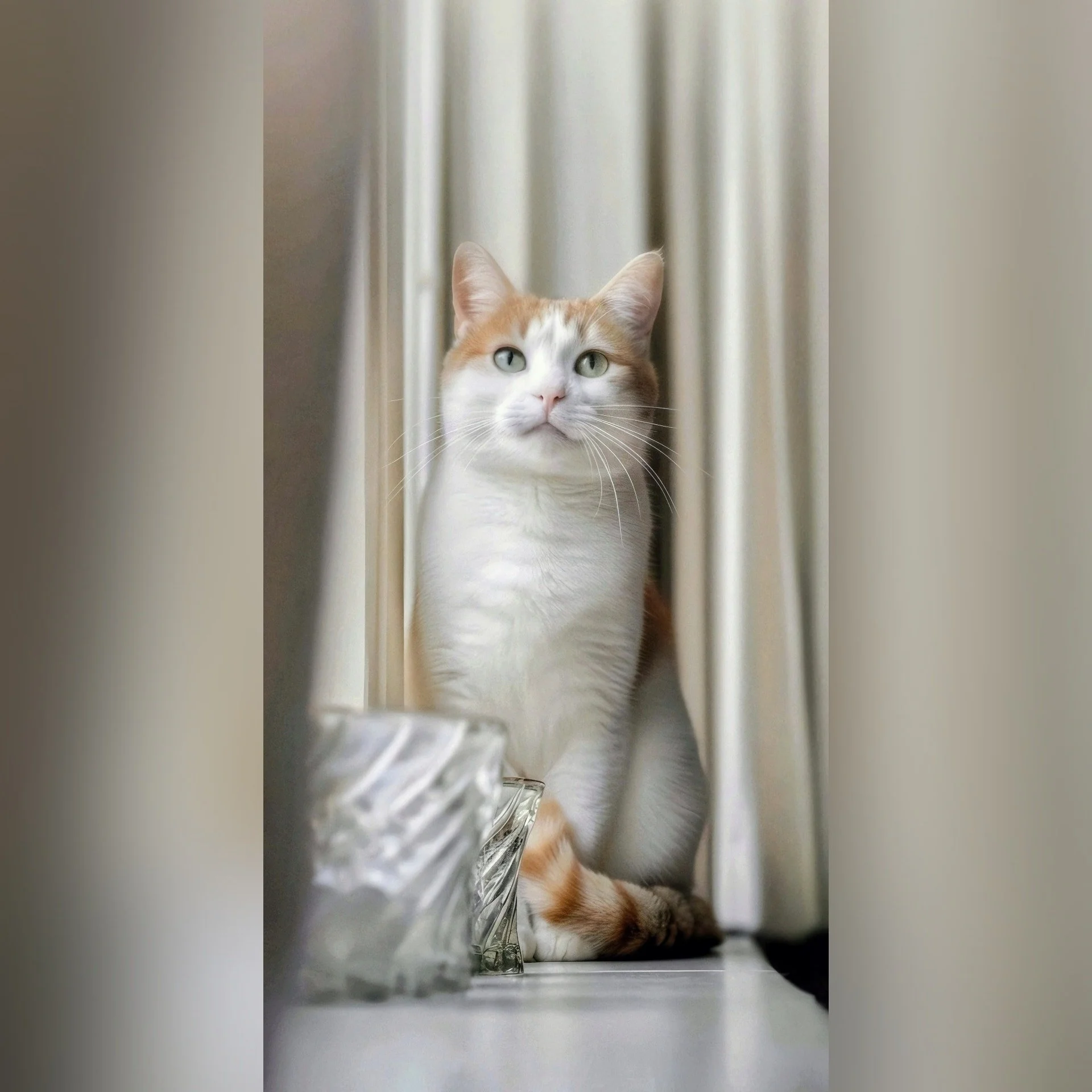 Op Huisbezoek bij Klaas! 😸

--- 📷 ---
(1) Klaas heeft de perfecte spot gevonden om te poseren! Met die waardige houding en blik lijkt hij rechtstreeks van een filmposter te komen. Wat een ster! ✨