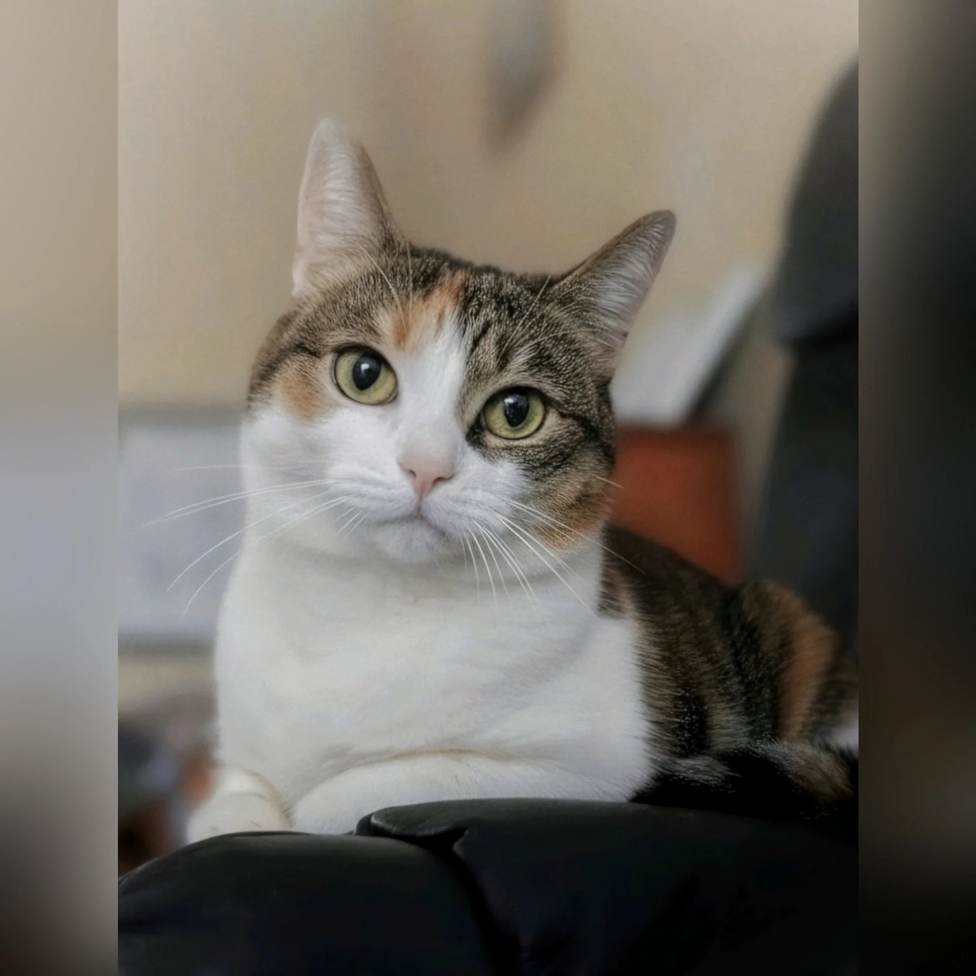 Op Huisbezoek bij Elfie! 😸

--- 📷 ---
(1) Maak kennis met Elfie &mdash; de koningin van de relaxte poses 👑🐱
Ze weet precies hoe ze moet poseren voor de camera, en die blik zegt eigenlijk alles: &ldquo;Ja, ik weet dat ik prachtig ben.&rdquo; 💕