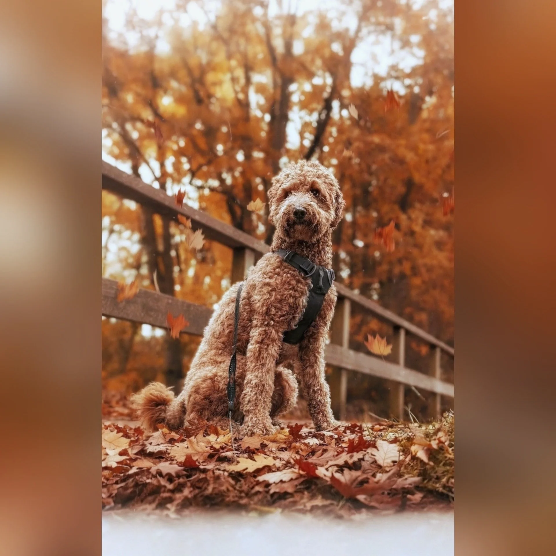 Fijn wandelen met Nara! 🐶 

--- 📷 ---
(1) Wat een plaatje! Nara voelt zich helemaal thuis te midden van deze prachtige herfsttinten. 🧡 Even een rustmoment op dit kleurrijke tapijt van bladeren, en de perfecte foto is een feit! Ik ben echt verzot o