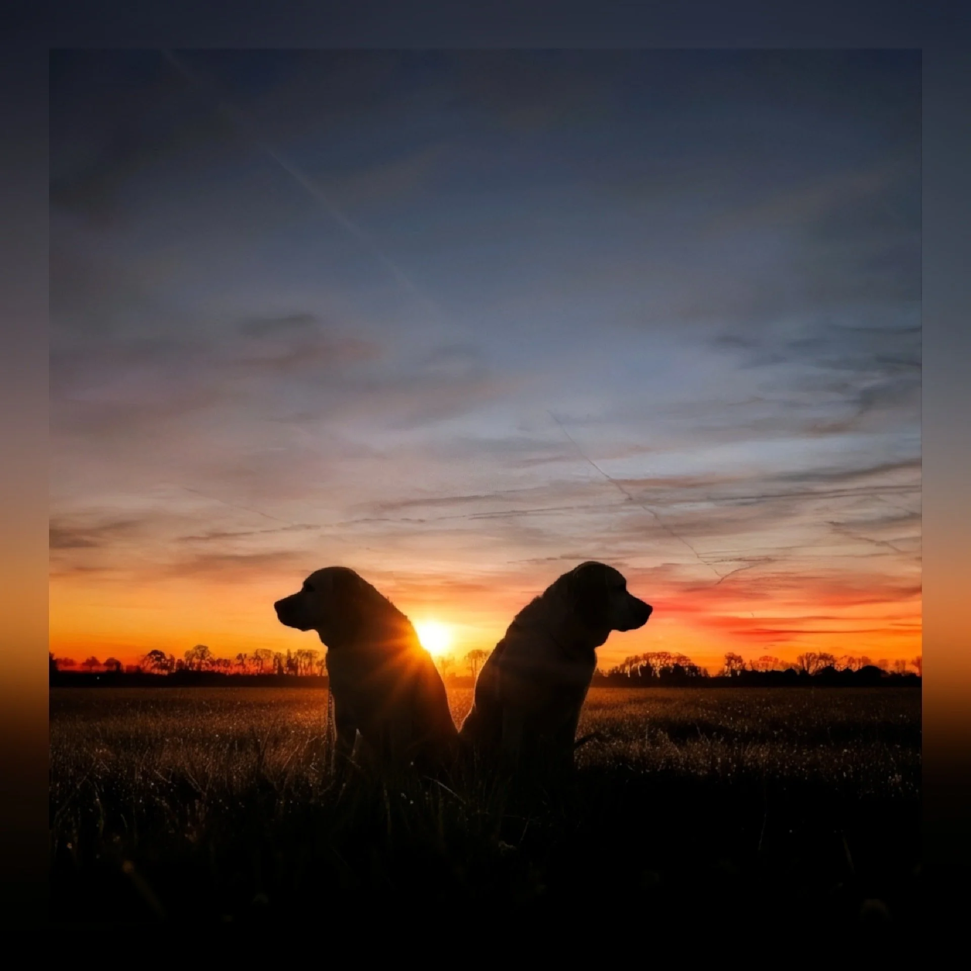 Fijn wandelen met Gaia en Sterre! 🐶🐶 

--- 📷 ---
(1) De wereld nog stil, het gras glinsterend van de dauw en twee blije honden die genieten van het begin van de dag.

Zulke momenten maken elke vroege start meer dan waard. 💛🐾