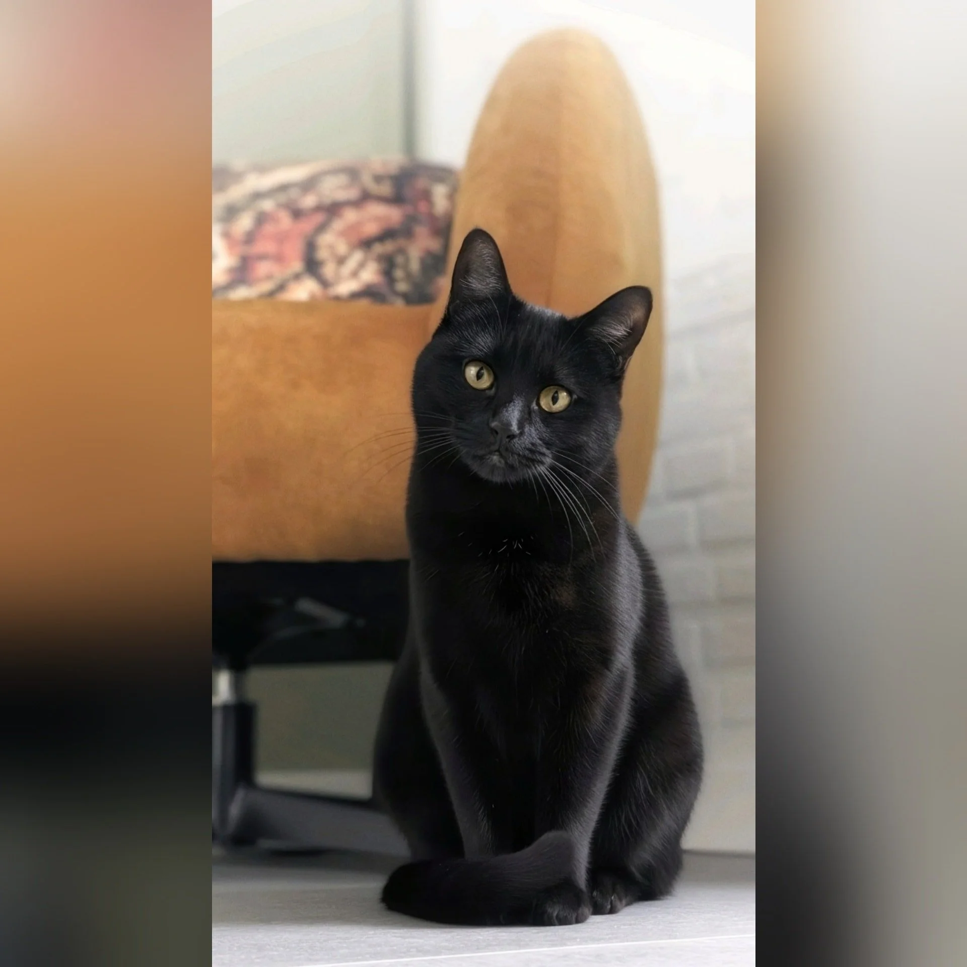 Op Huisbezoek bij Buster en Jack! 😸😺

--- 📷 ---
Deze week weer tijd doorgebracht met Jack en Buster 💕 Jack, de rood-witte dame, geniet het liefst van haar zachte mandje en rustige momentjes &mdash; altijd met dat lieve, rustige koppie. Buster daa