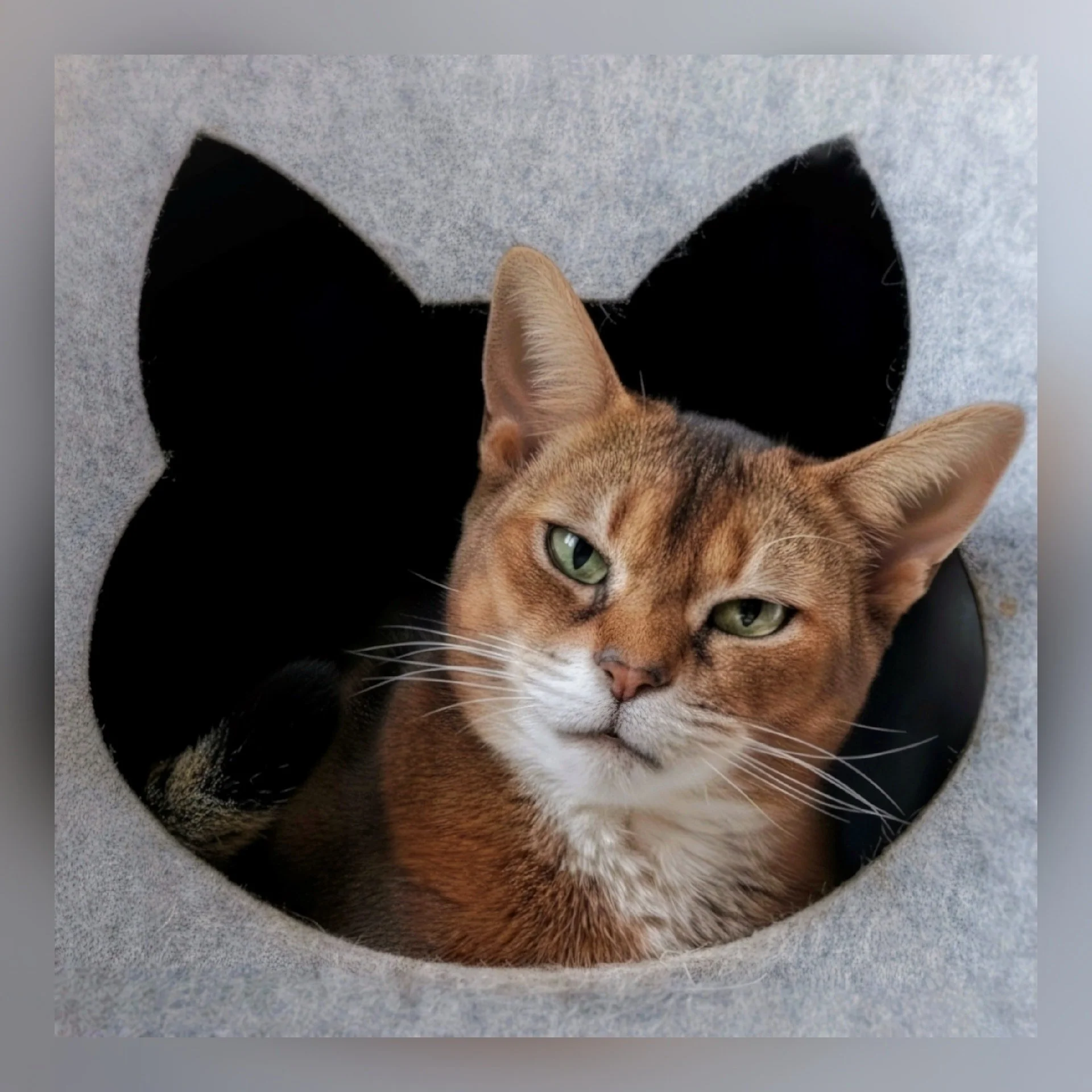 Op Huisbezoek bij Lilo en Zula! 😺😺

--- 📷 ---
De afgelopen weken heerlijk mogen genieten van Lilo en Zula 🐾💛 Lilo (1) cosy verstopt in &eacute;&eacute;n van haar favoriete plekjes, terwijl Zula (2) nieuwsgierig door het huis paradeert alsof ze a