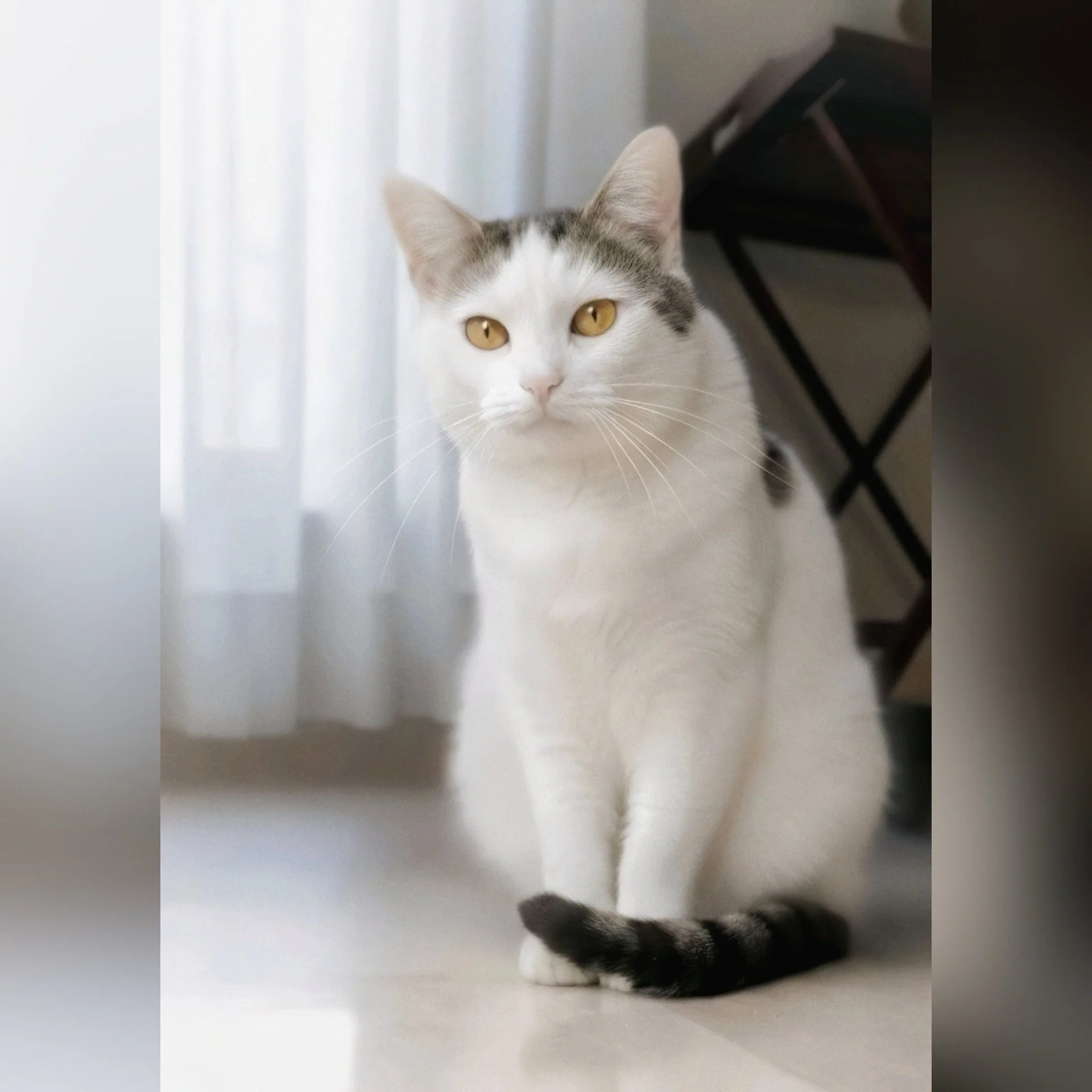 Op Huisbezoek bij Sjaakie! 😸

--- 📷 ---
(1) Respect voor de oudjes! 🙌 Dit is Sjaakie, een prachtige senior op leeftijd. Ik ben afgelopen week twee keer per dag bij hem langs geweest om te zorgen dat hij zijn medicatie kreeg en zich niet eenzaam vo