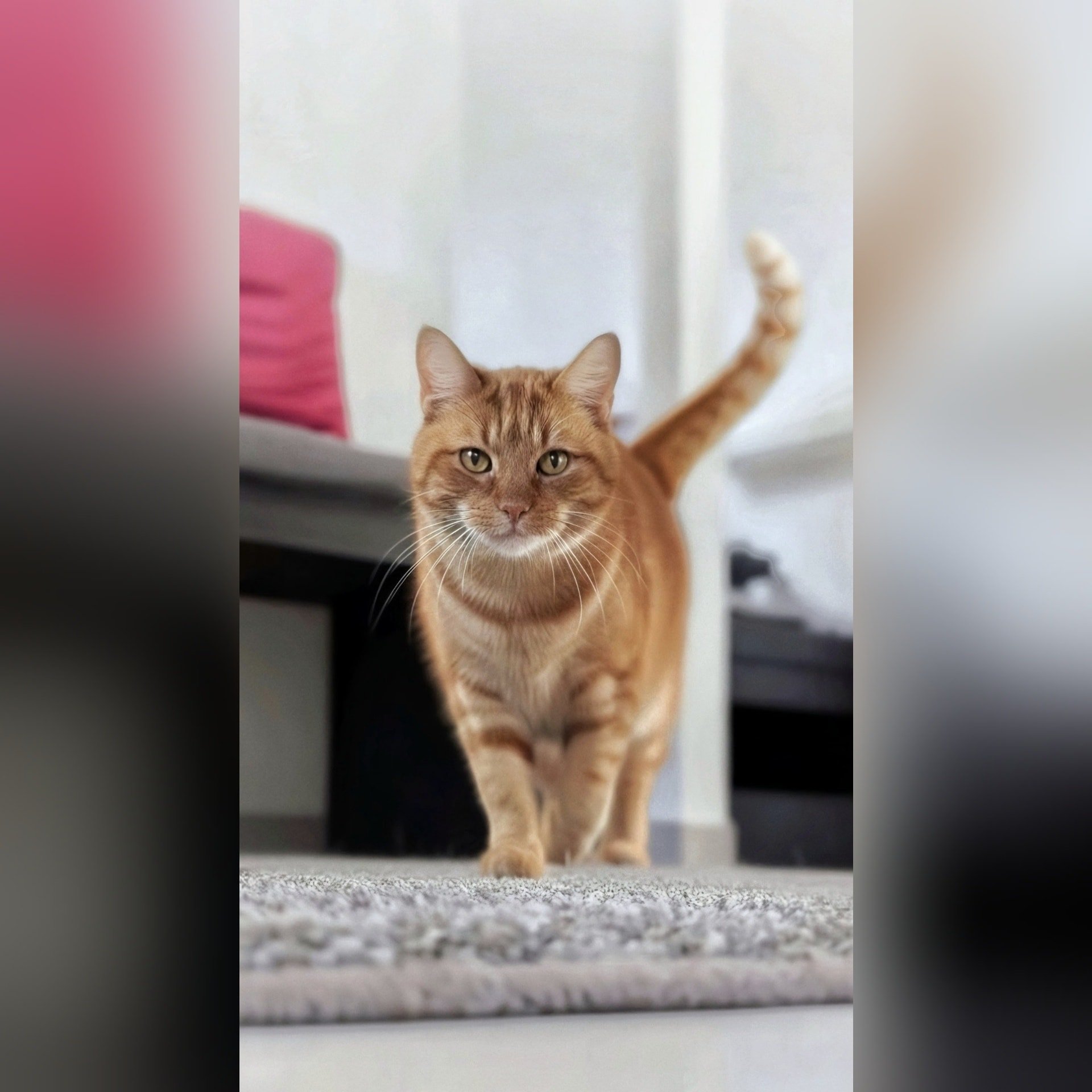 Op Huisbezoek bij Diezel en Misty! 😸😺

--- 📷 ---
Mijn "collega's" van afgelopen week: Misty (2) (de manager van de schattige blikken) en Diezel (1) (hoofd inspectie). 😉 Het was weer een feestje om op jullie te mogen passen!