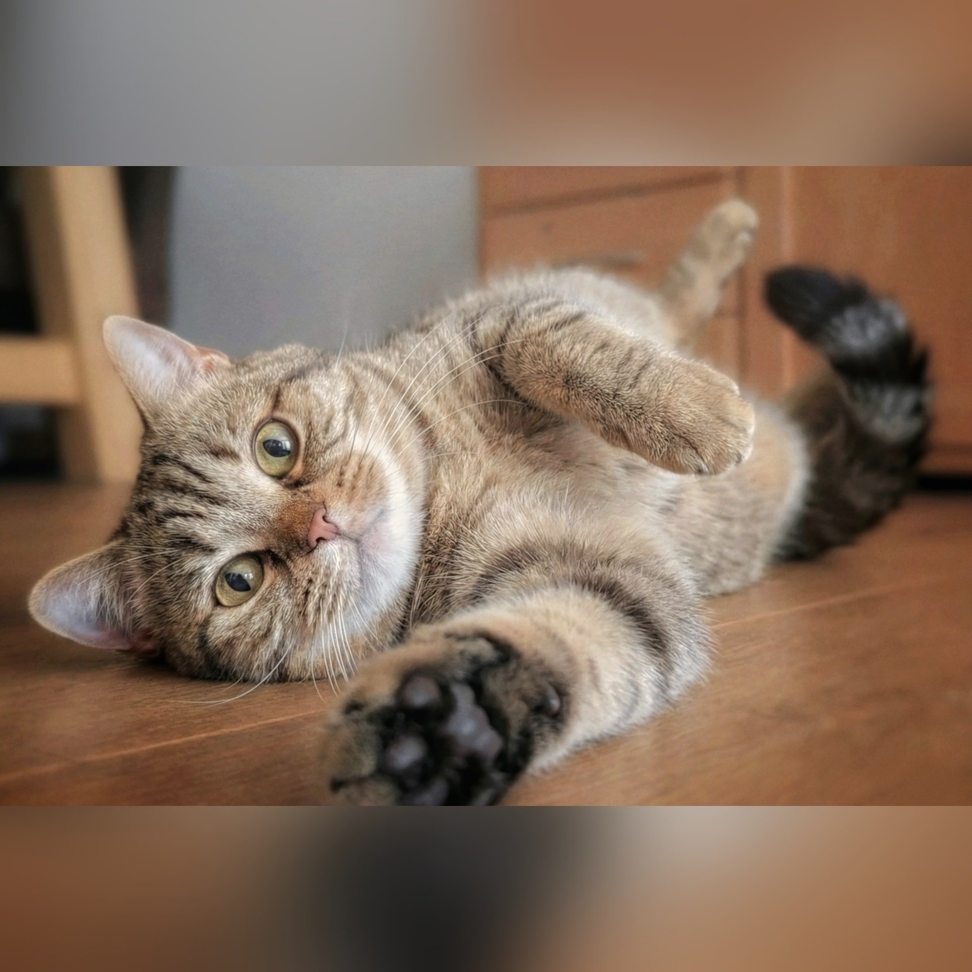 Op Huisbezoek bij Mickey en Marley! 😸😺

--- 📷 ---
De afgelopen dagen heerlijk mogen oppassen op Mickey en haar vriendinnetje Marley 🐾💛
Mickey (1) stal natuurlijk meteen de show met haar charmante poses, terwijl Marley gezellig in de buurt bleef.