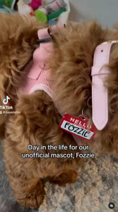 Day in the Life (Doggo) 