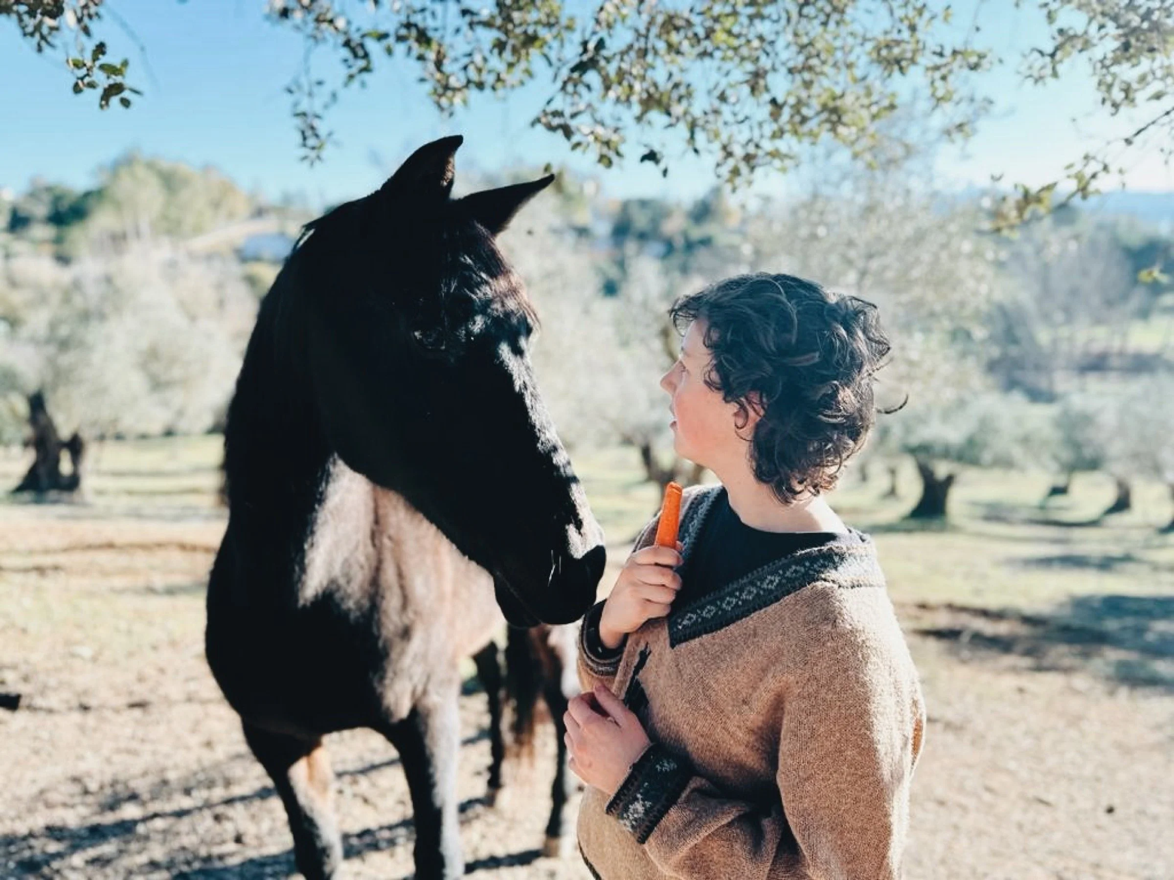Girl feeding a horse with carrots in the olive grove of Finca La Marquesa Ronda Spain