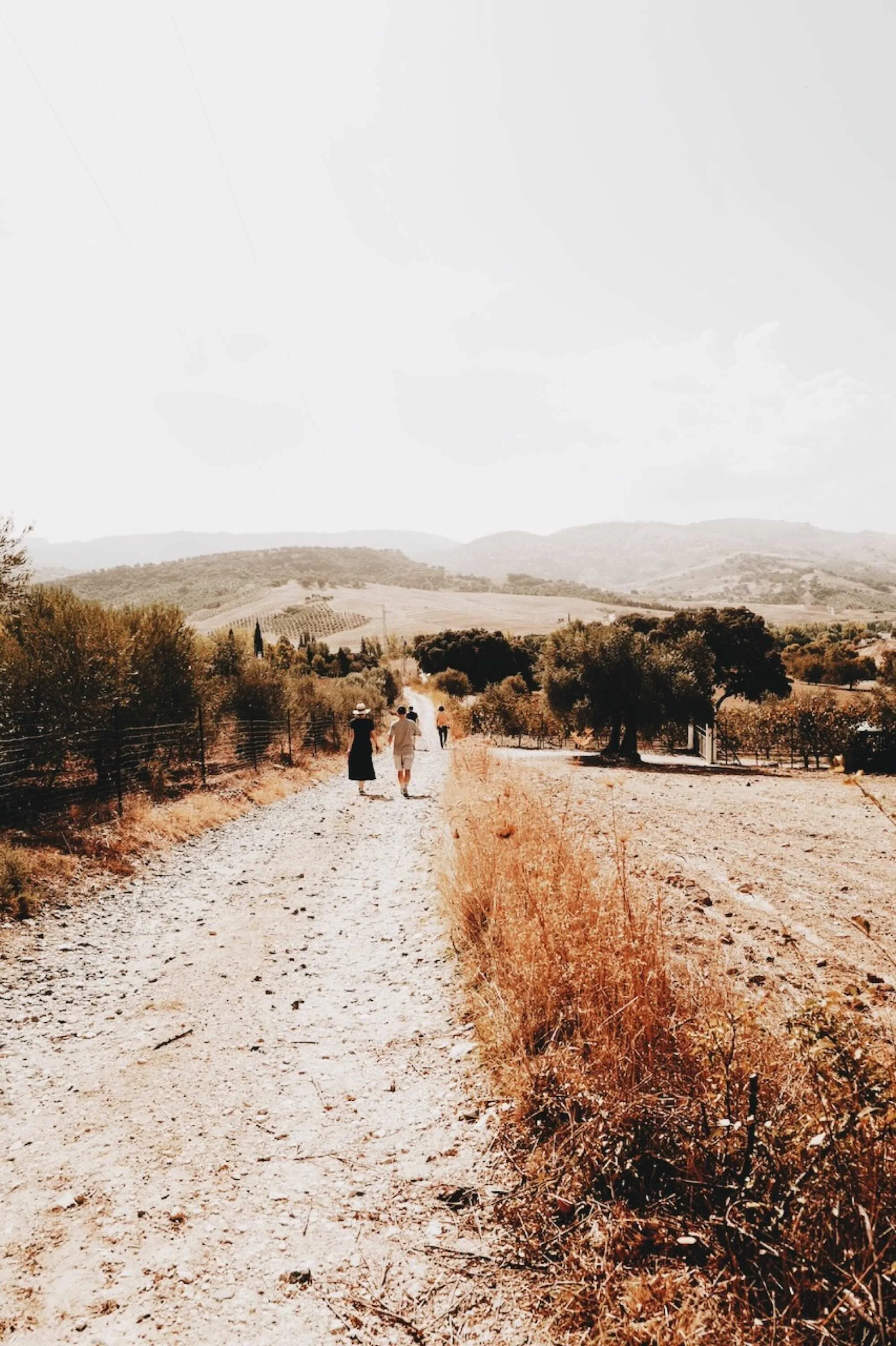 People taking a walk through the olive grove at Finca La Marquesa near Ronda in Andalusia
