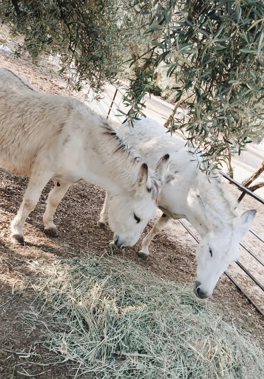 Two donkeys eating hay at Finca La Marquesa, authentic farm life in the Andalusian countryside near Ronda