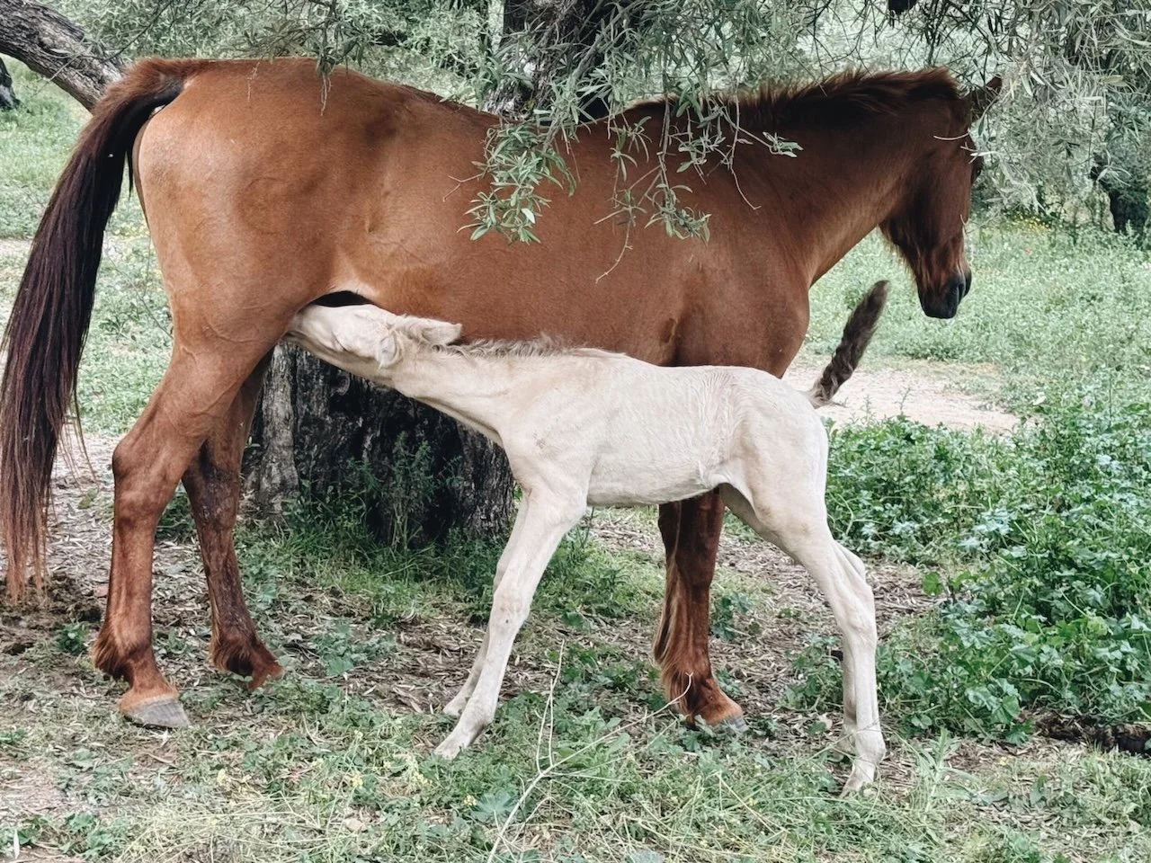Horse with foal at Finca La Marquesa, gentle farm life in the Andalusian countryside near Ronda