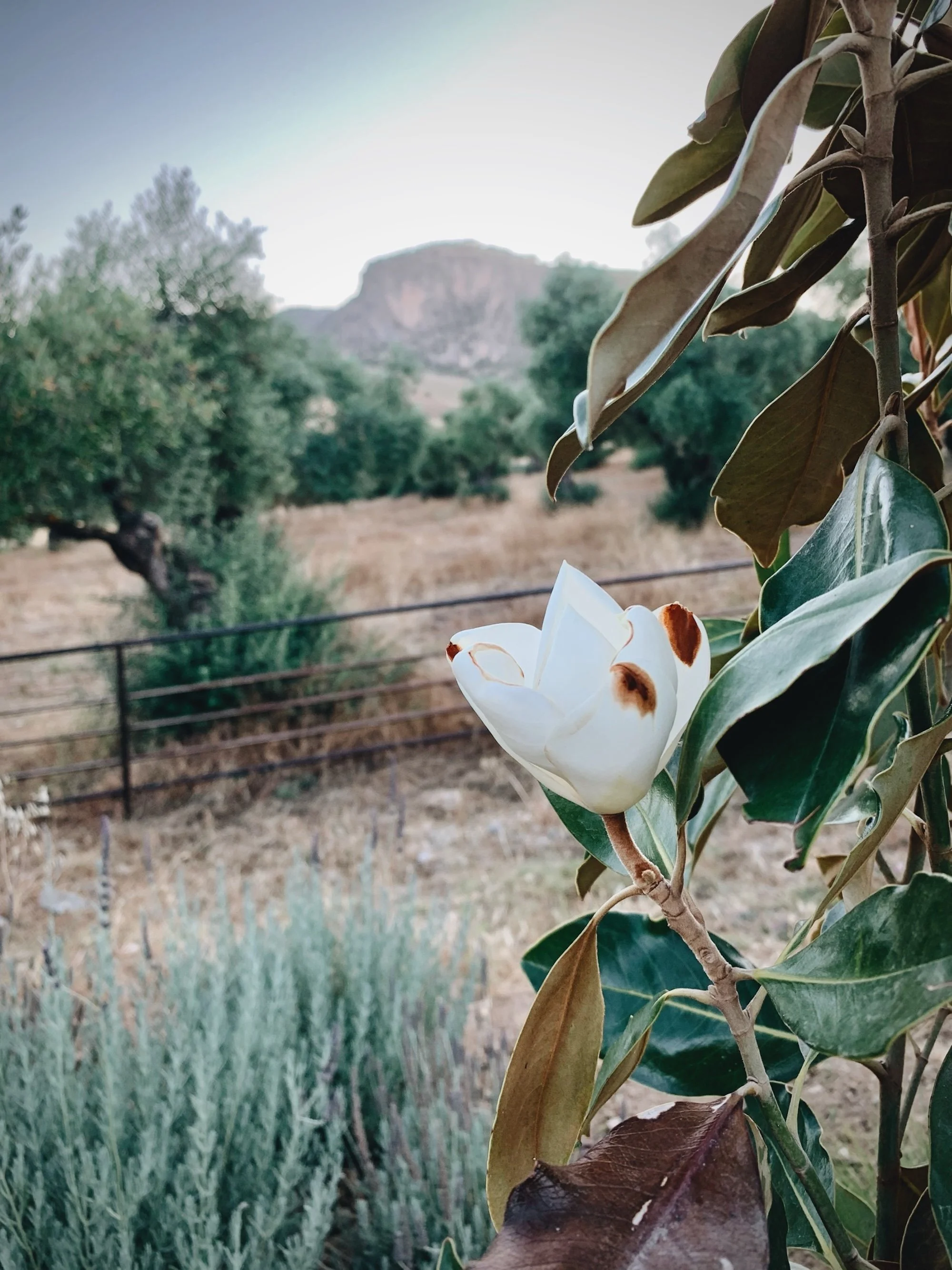 Close-up of the garden with a magnolia tree at Finca La Marquesa near Ronda in Andalusia