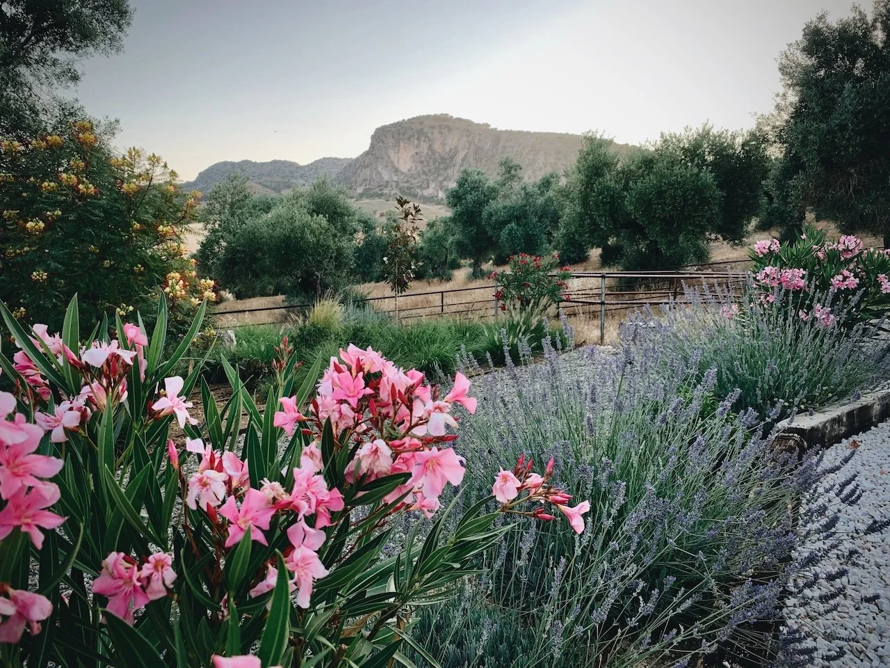Beautiful garden with flowers and mountain views at Finca La Marquesa near Ronda in Andalusia