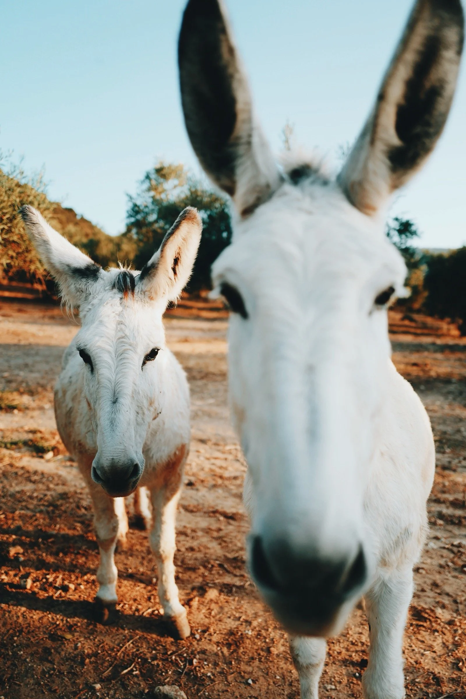 Two donkeys at Finca La Marquesa, a peaceful farm retreat in the Andalusian countryside near Ronda