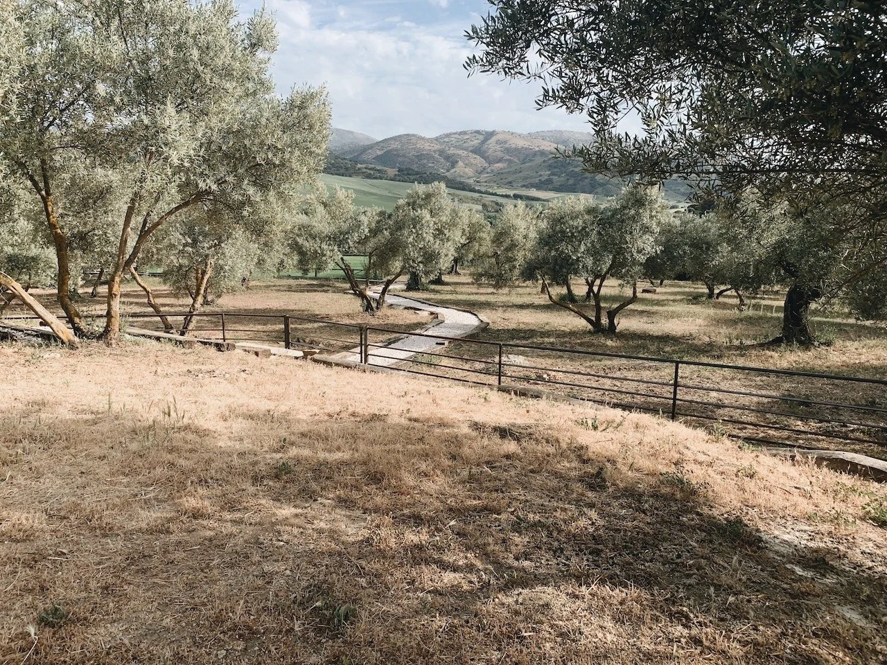 View of the olive grove at Finca La Marquesa in the Andalusian countryside near Ronda