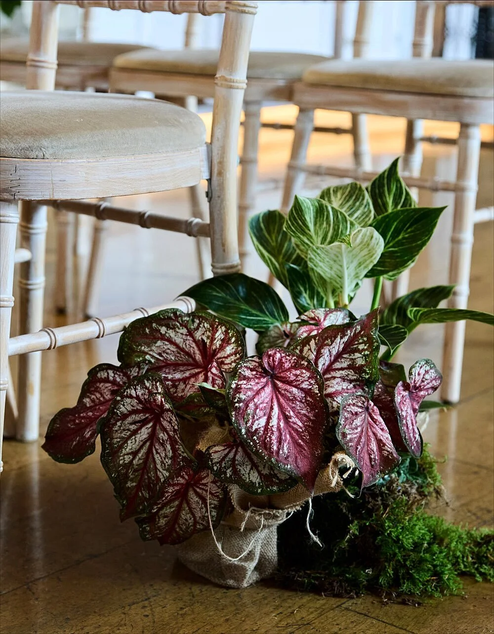 Moss mound supremacy !! For Emma &amp; Luc @ Priston Mill 🐛

📸 @simonwithymanphoto