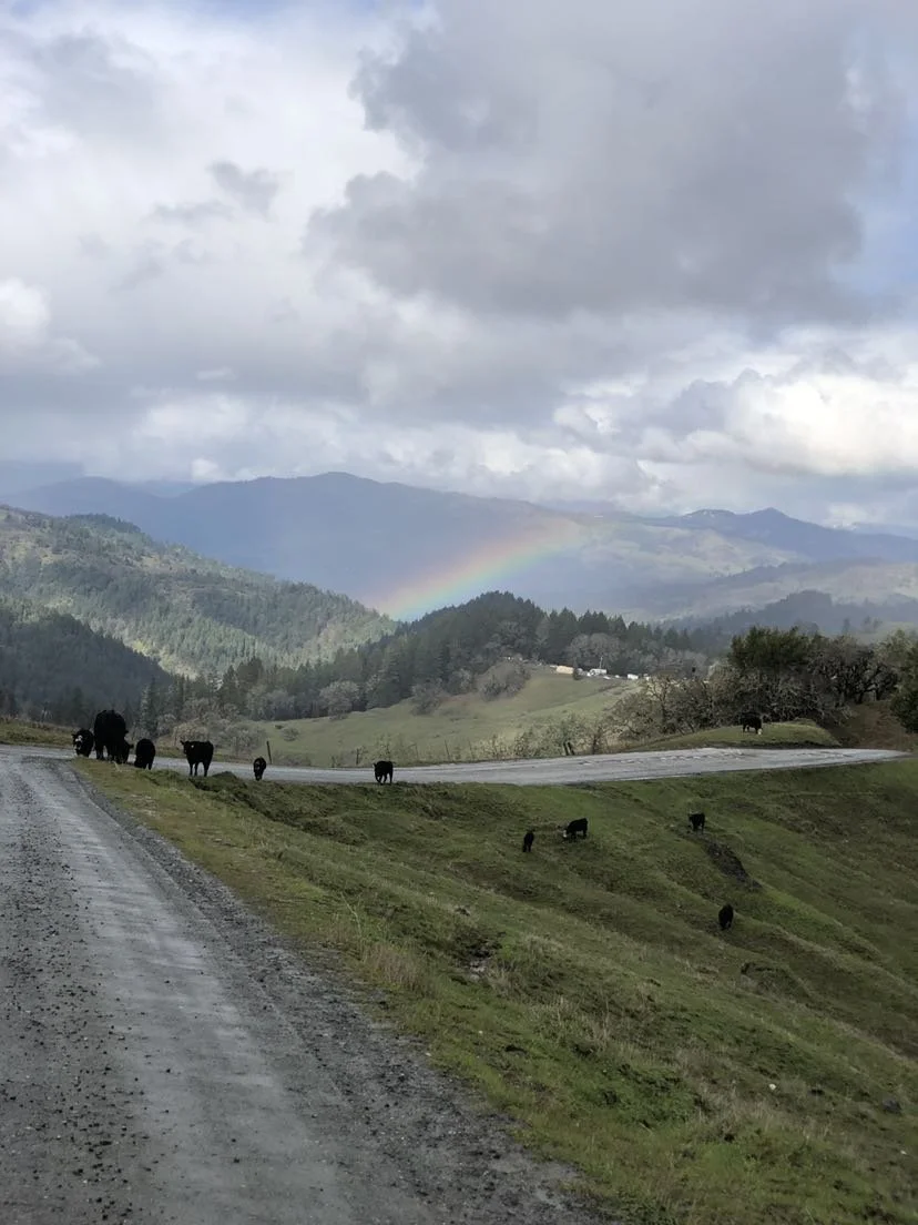 REBEL HISTORY IN EMERALD TRIANGLE BREEDING, PAST/PRESENT/FUTURE.