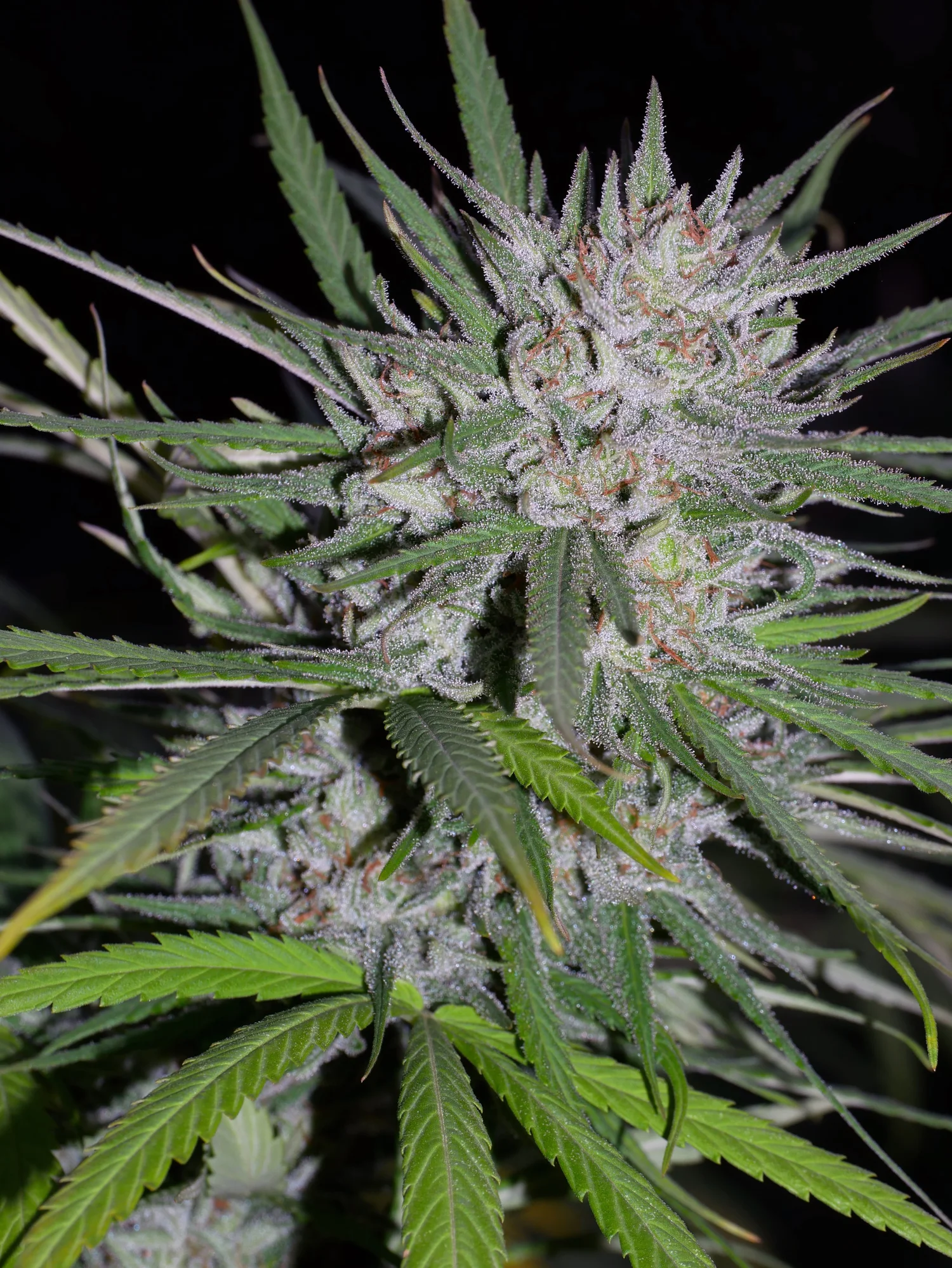 Blue Dream Rebel Grown