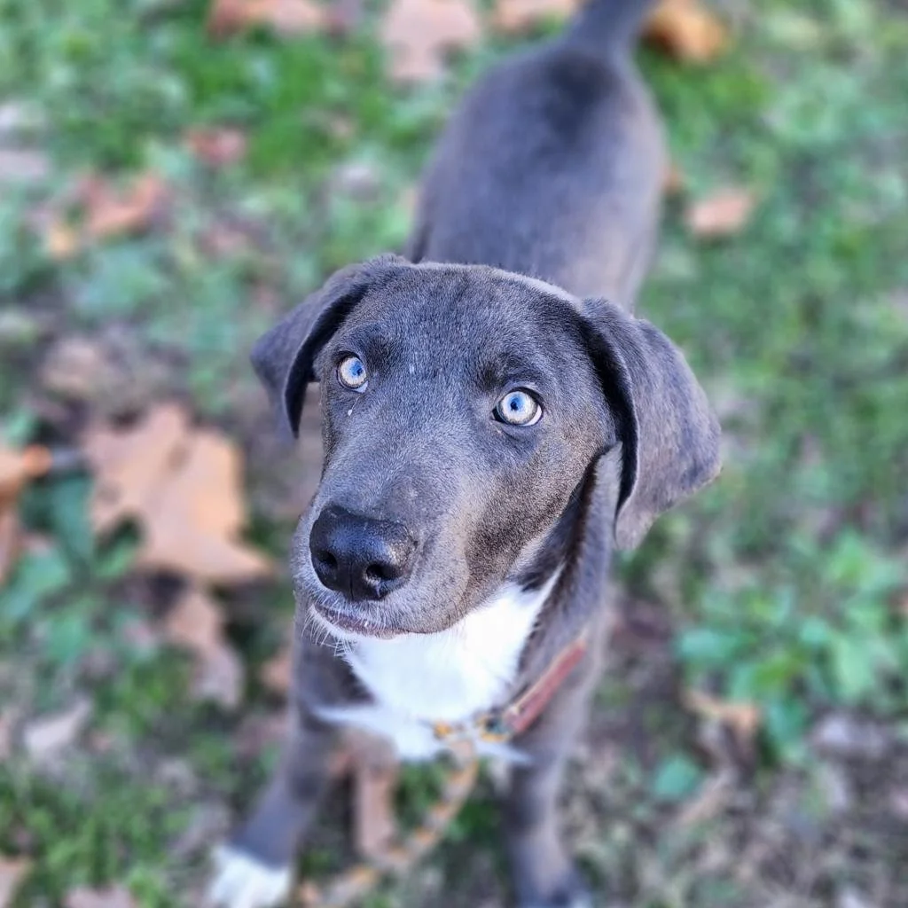 Spay/Neuter Discount Vouchers — Needy Paws Animal Shelter River Valley Humane Society