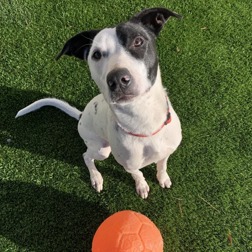 Needy Paws Animal Shelter River Valley Humane Society Clarksville