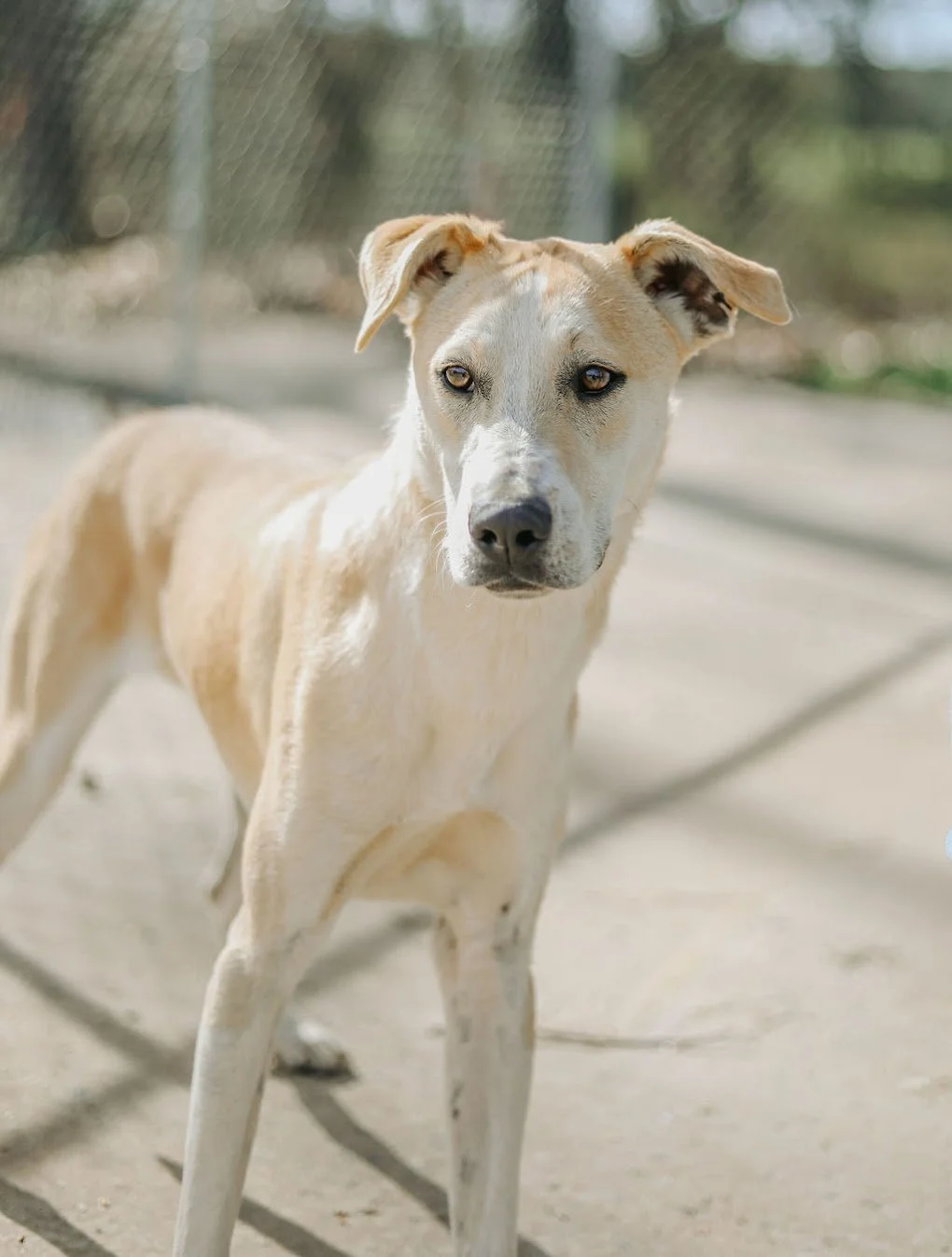 Paws in the Park — Needy Paws Animal Shelter River Valley Humane Society Clarksville