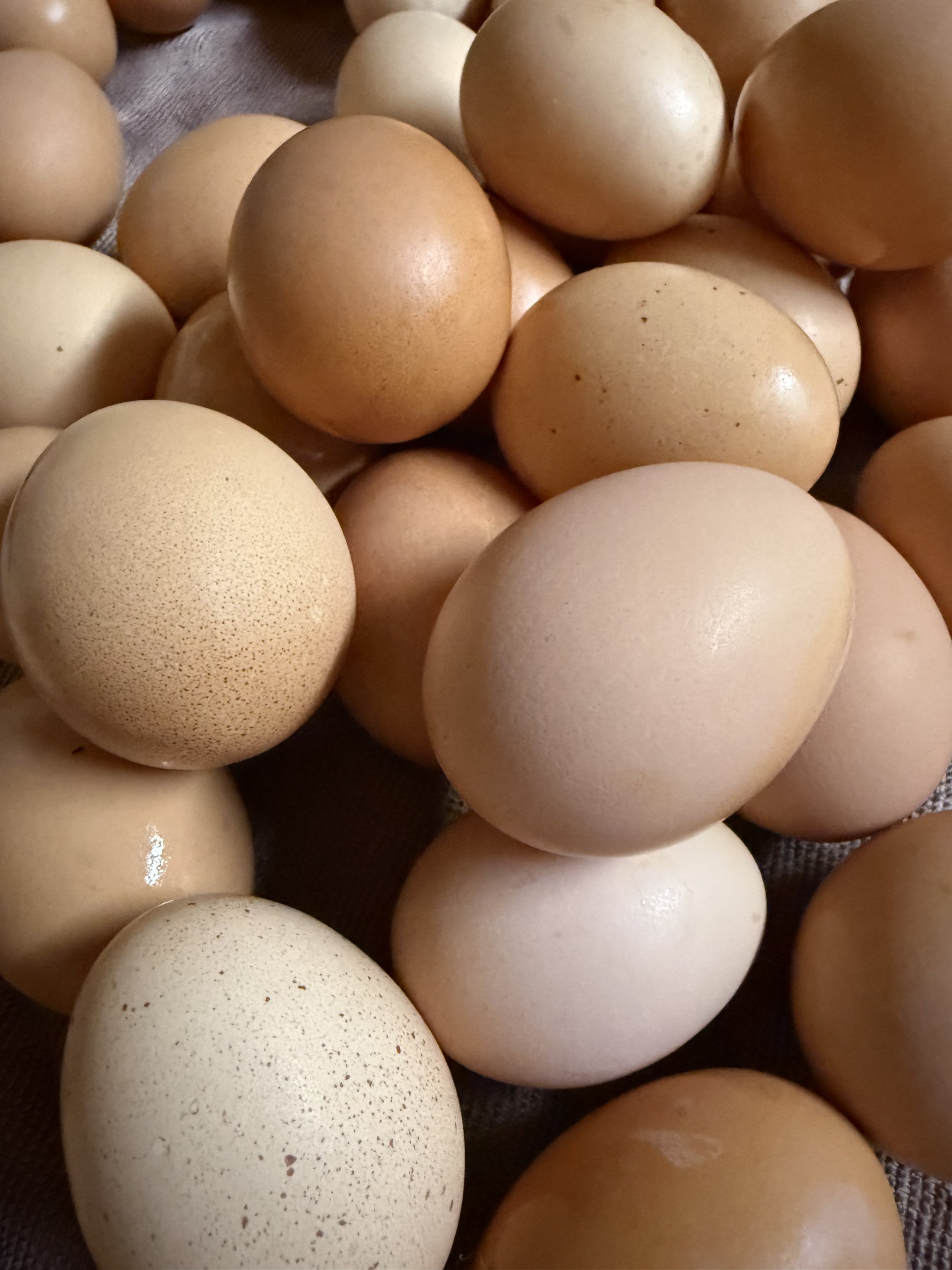 Eggs