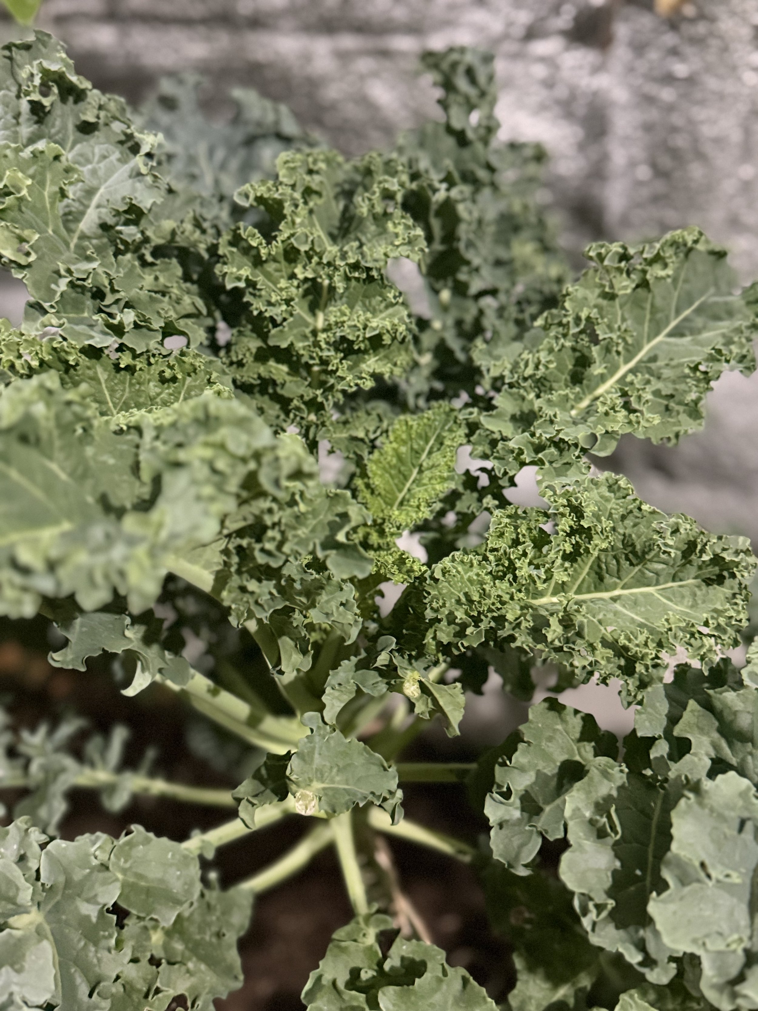 Curly Kale.jpg