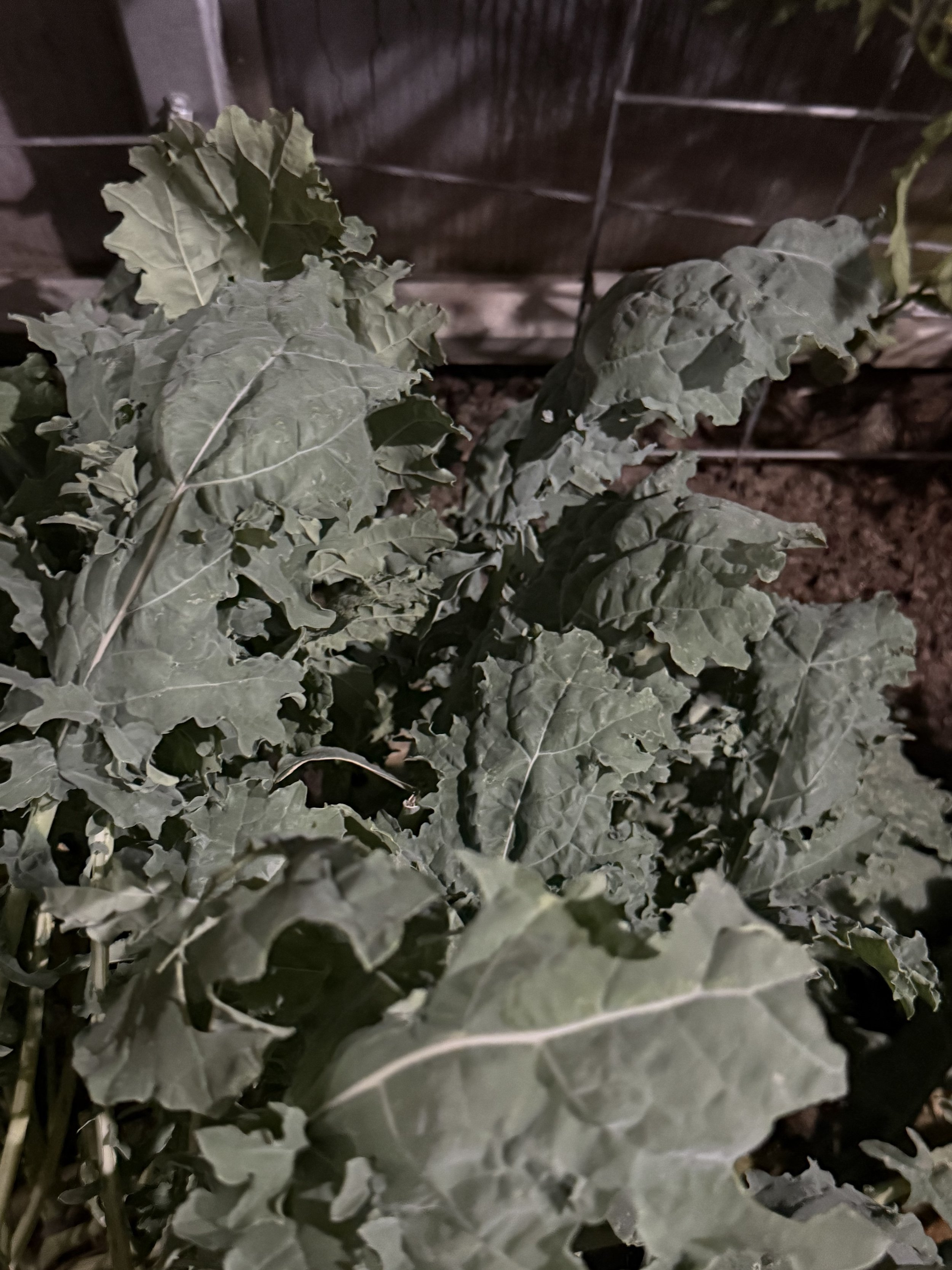 Red Russian Kale.jpg