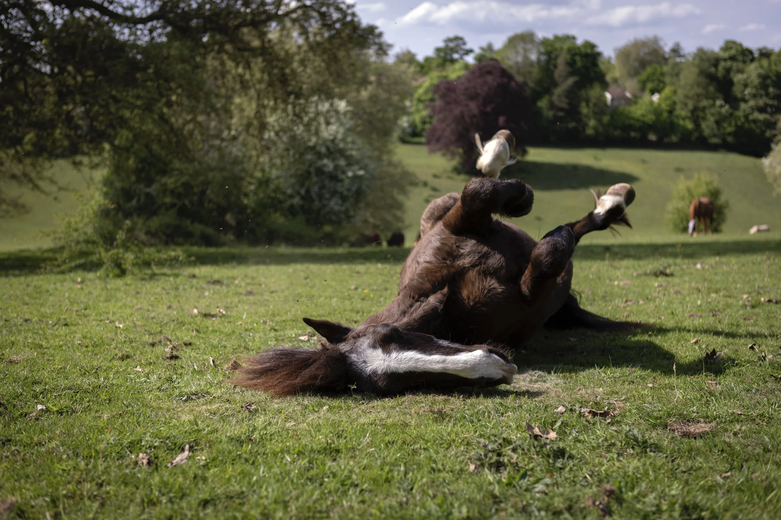 A brown horse rolls on grass, his legs in the air
